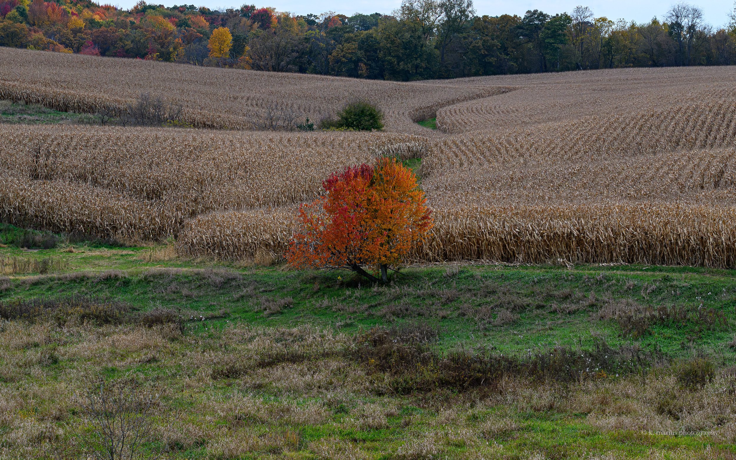 "October centerfold," near Mondovi, WI