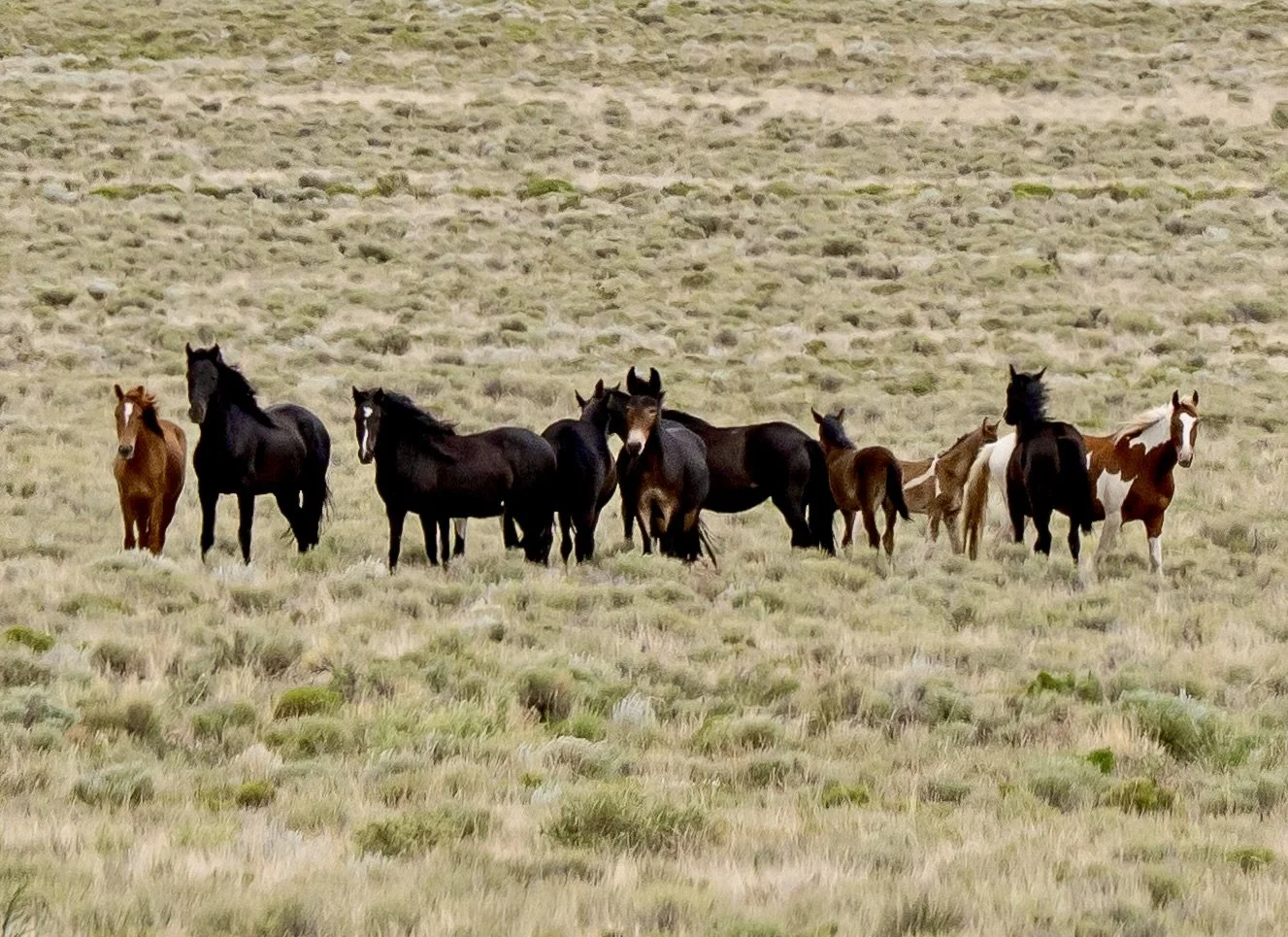 Wild horses,
San Luis Valley, CO