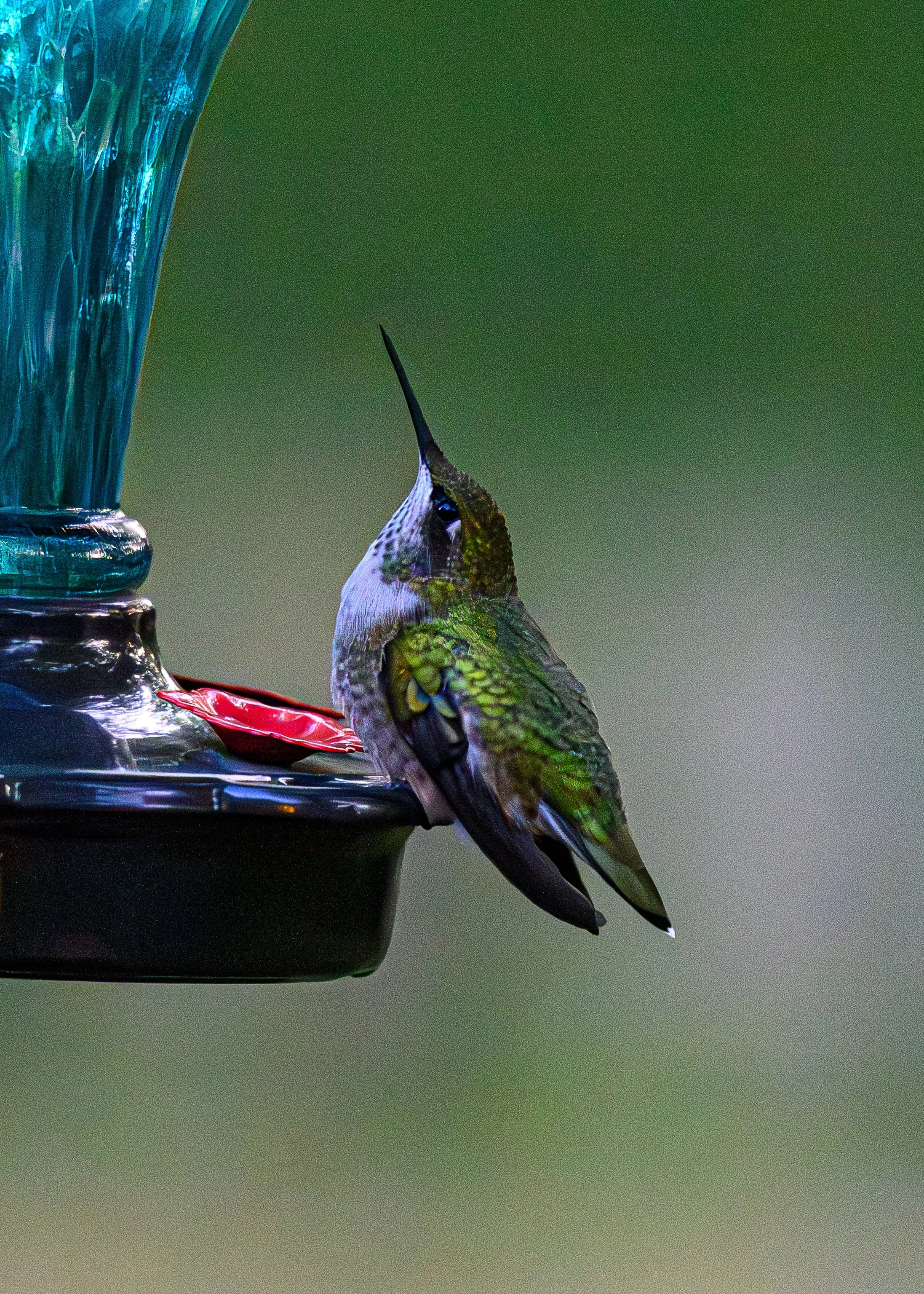 Ruby-throated hummingbird hen, Durand
