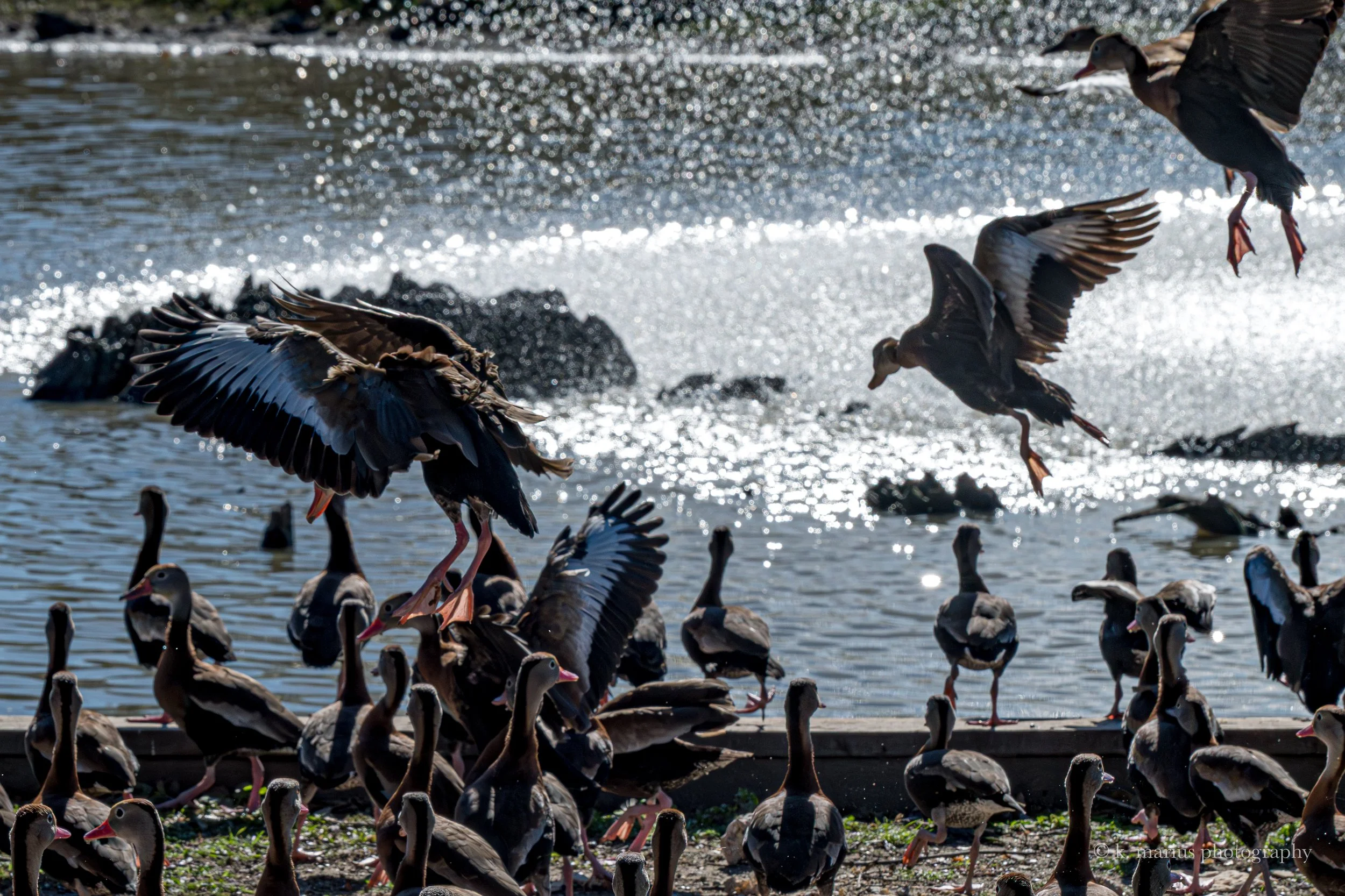 Black-bellied whisting ducks at bread feed, Sidney D. Torres Memorial Park, Chalmette