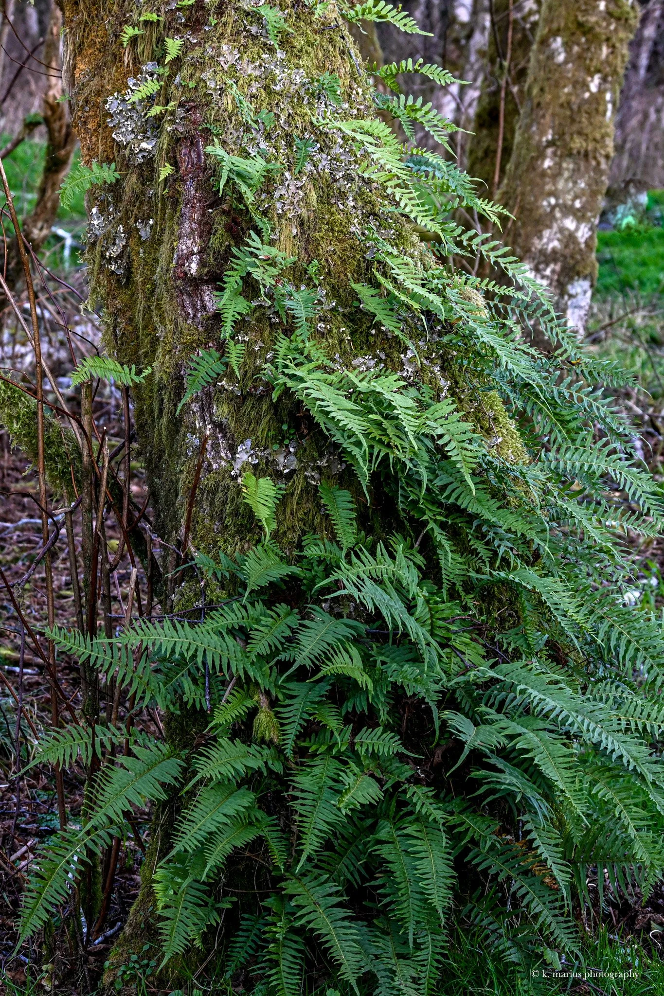 "Fern party host," near La Push, WA