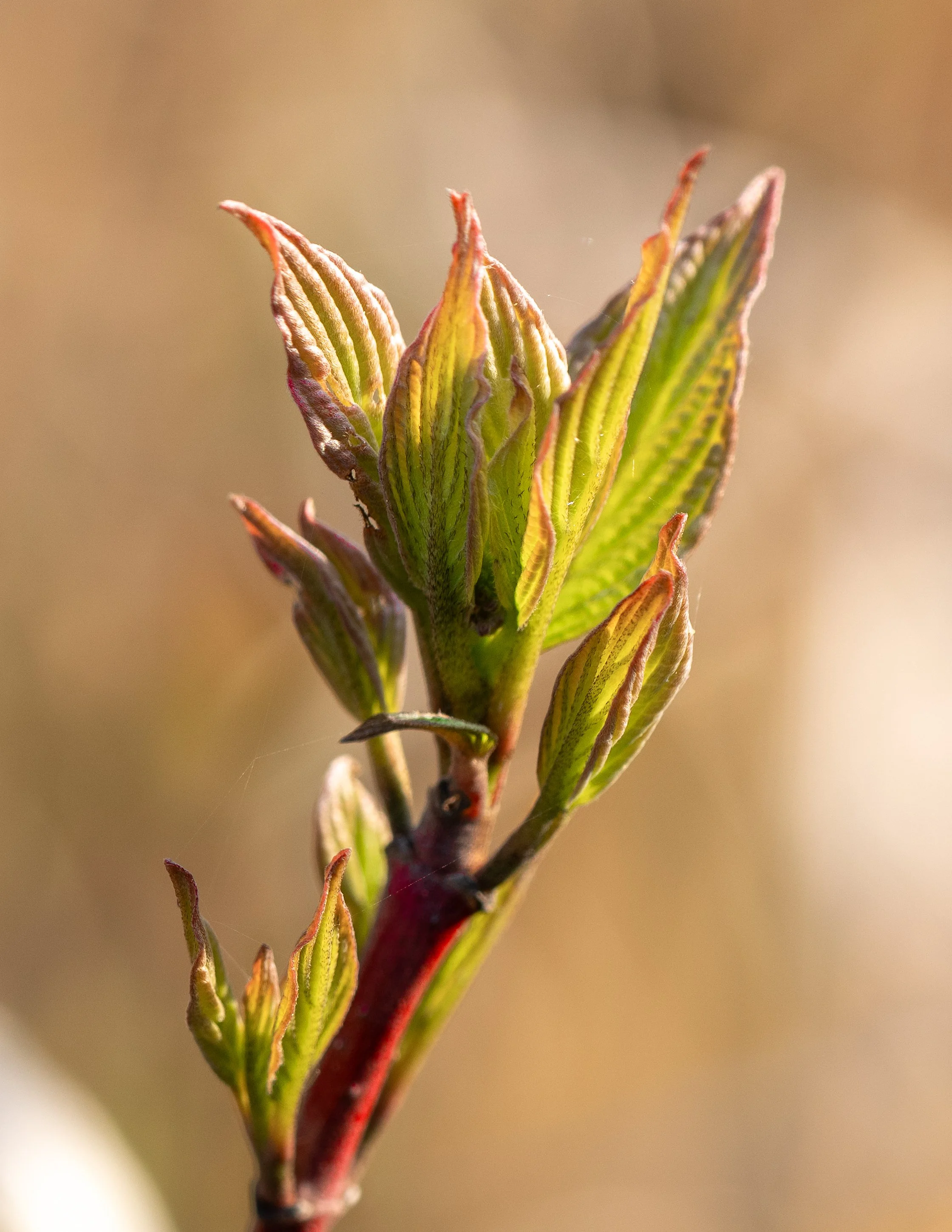 Bud, Port Wing, WI