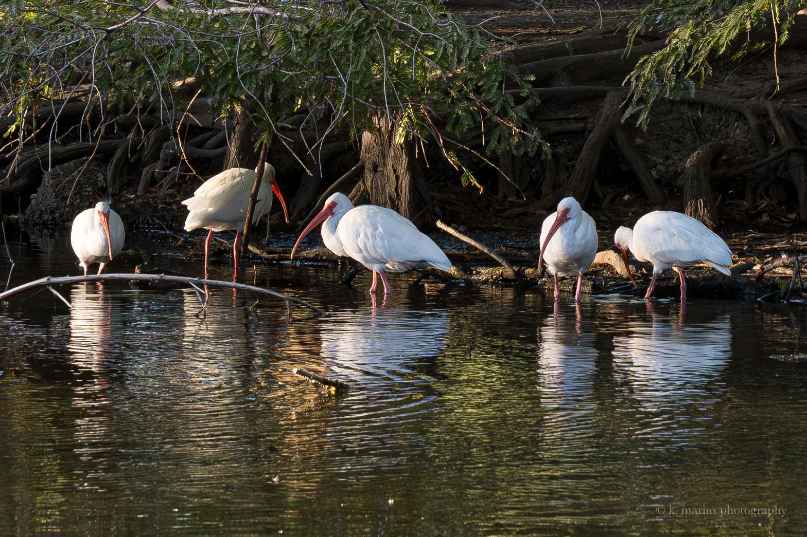 White ibises, Bayou Metairie, City Park, New Orleans