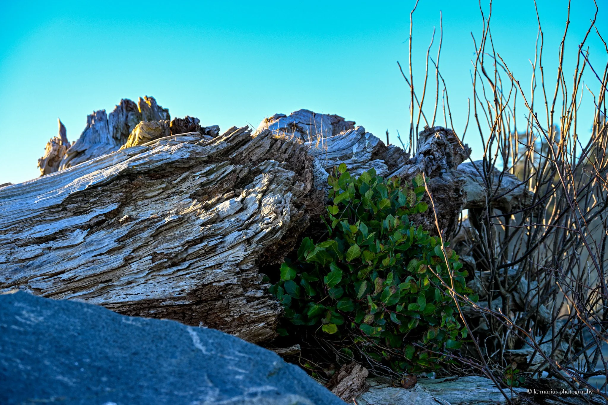 Blues and greens, La Push