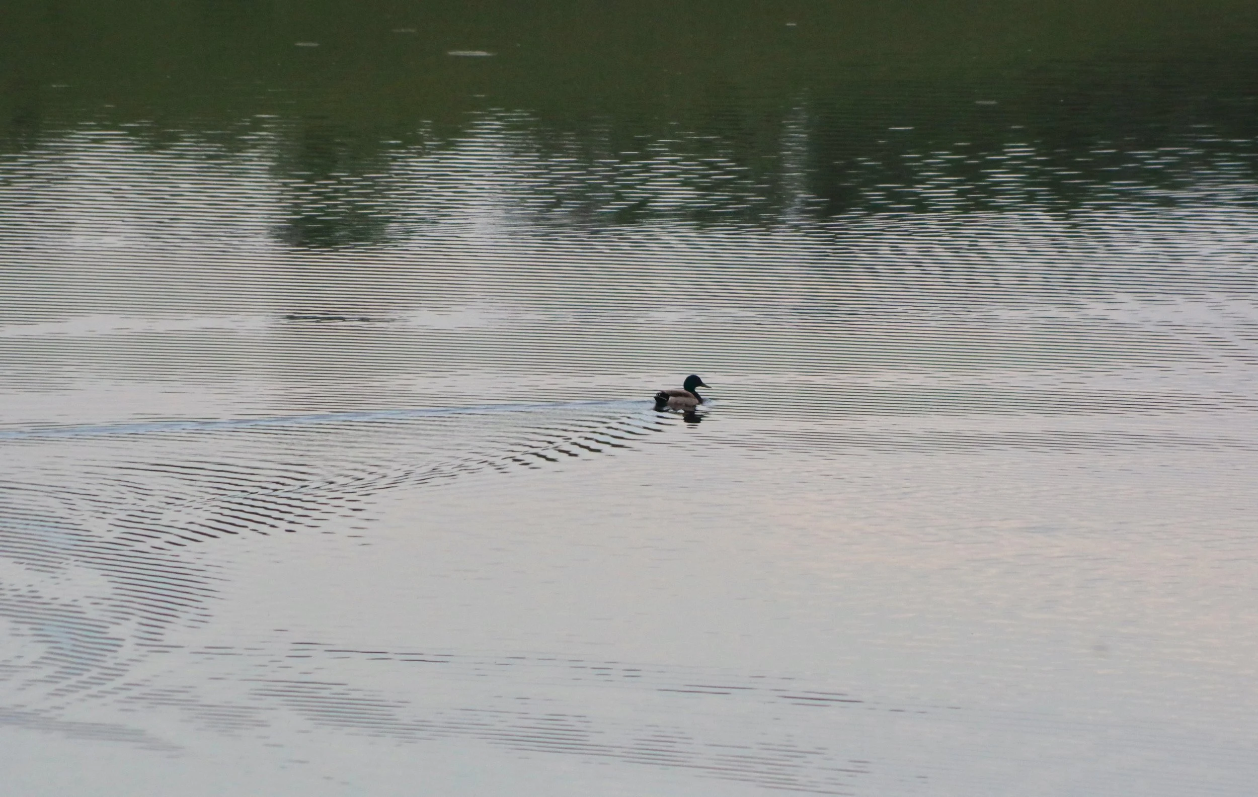 Mallard drake,
Des Lacs Nat'l Wildlife Refuge, June 2022
