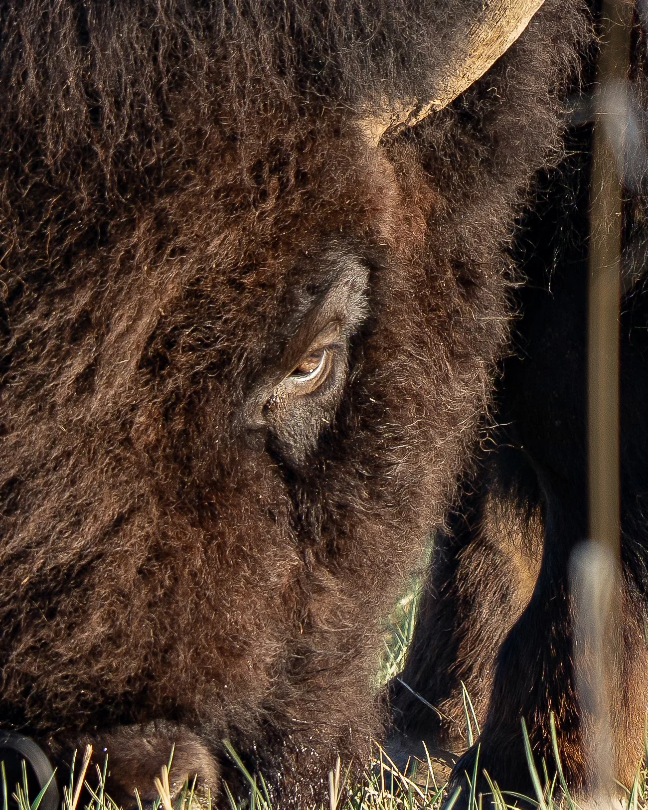 Bison 2,
Rocky Mountain Arsenal National Wildlife Refuge, Denver, CO