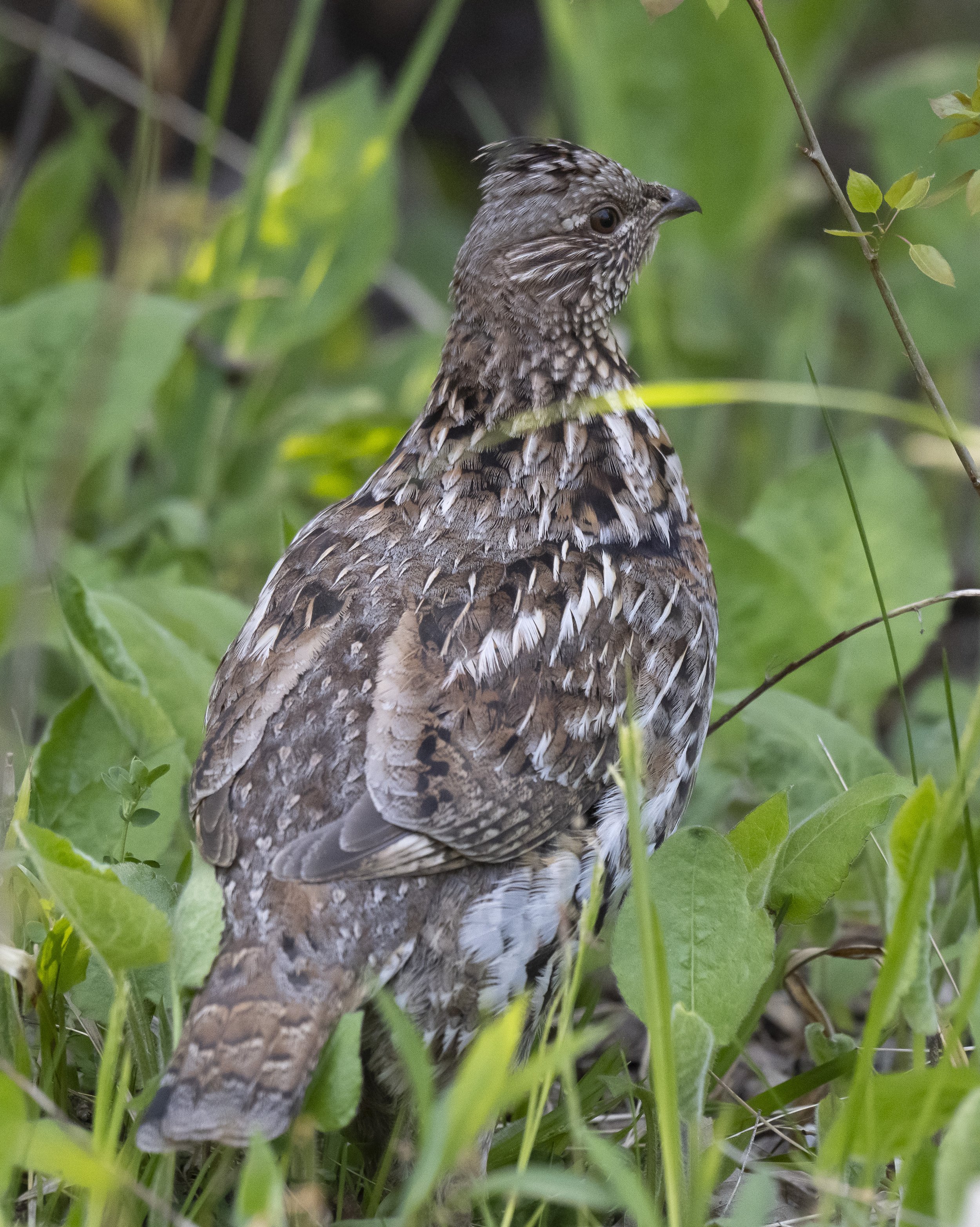 Ruffed grouse hen considering, Port Wing, WI