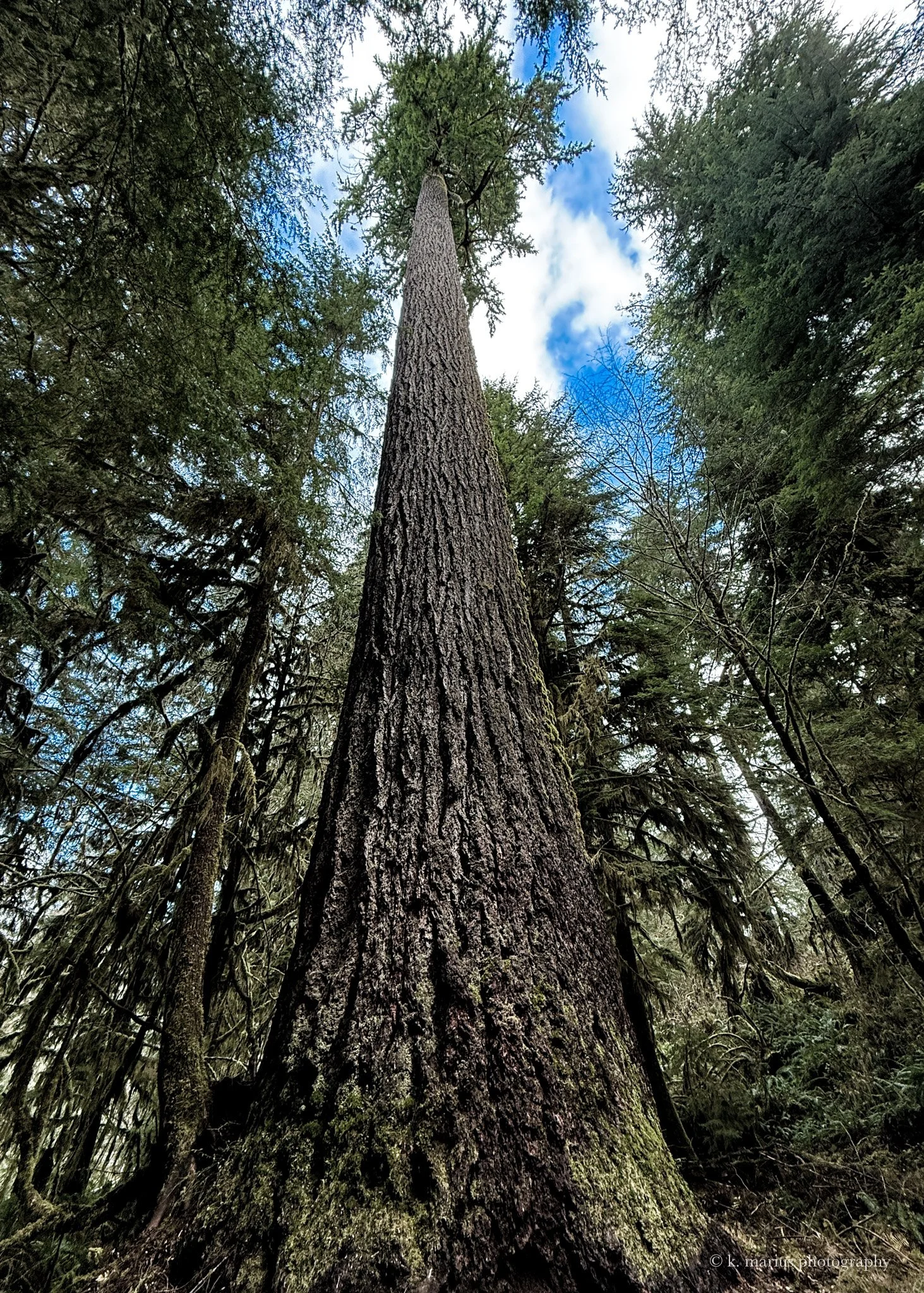 Giant Douglas fir, Quinault Rain Forest Trail, Quinault