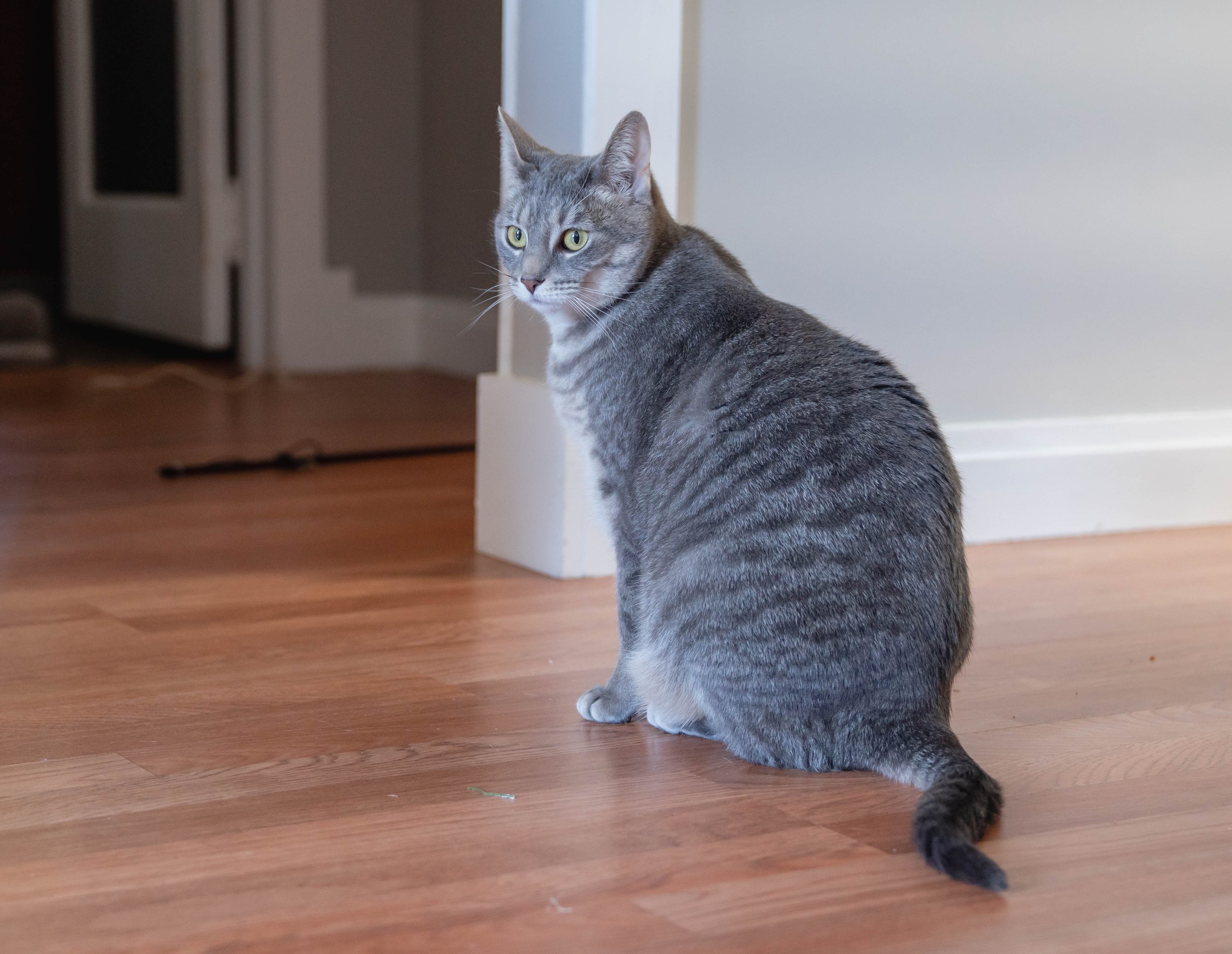 Cat10-12-22 (27 of 56).jpg