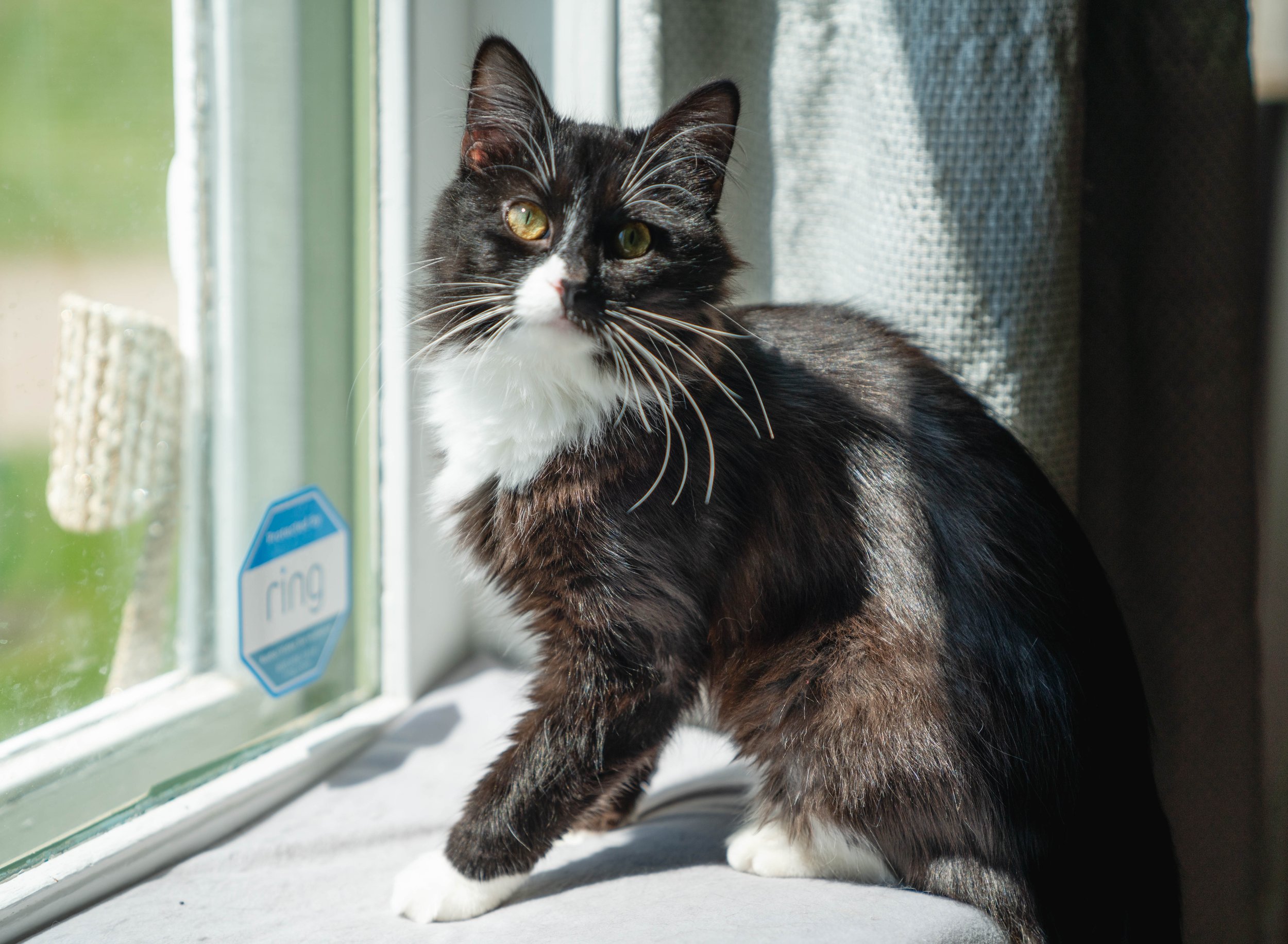 Cat10-12-22 (5 of 56).jpg