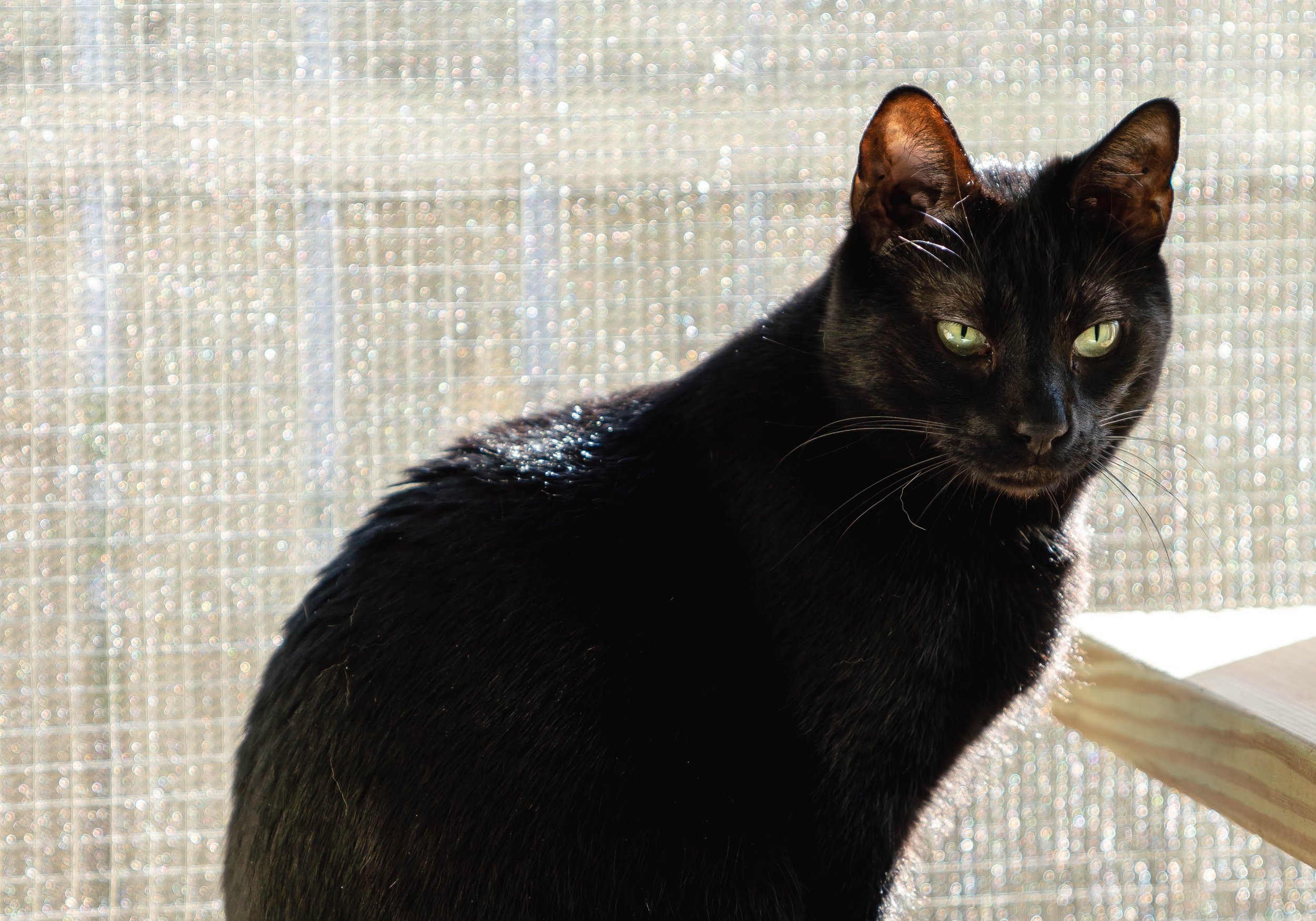 Cat10-12-22 (46 of 56).jpg