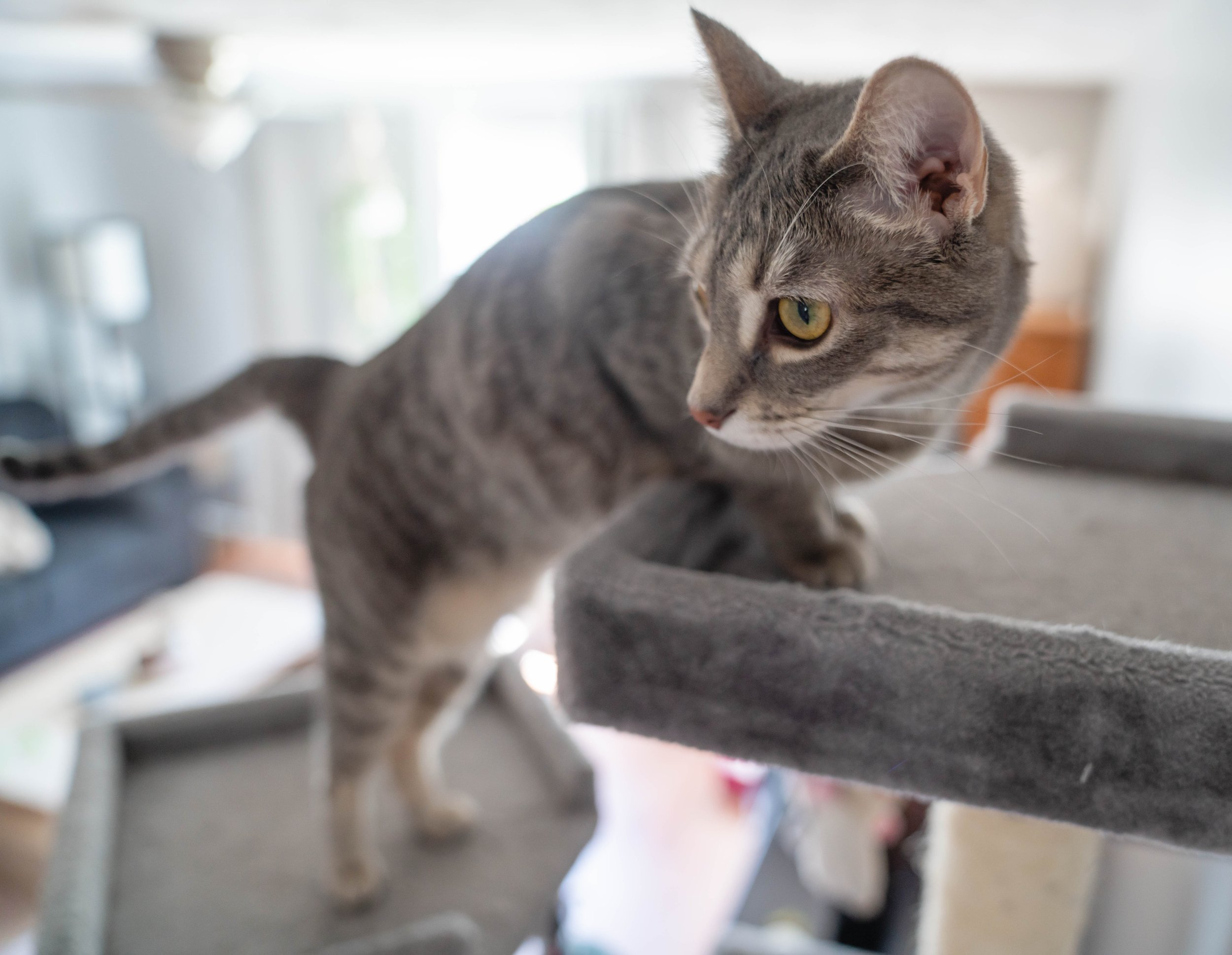 Cat10-12-22 (38 of 56).jpg