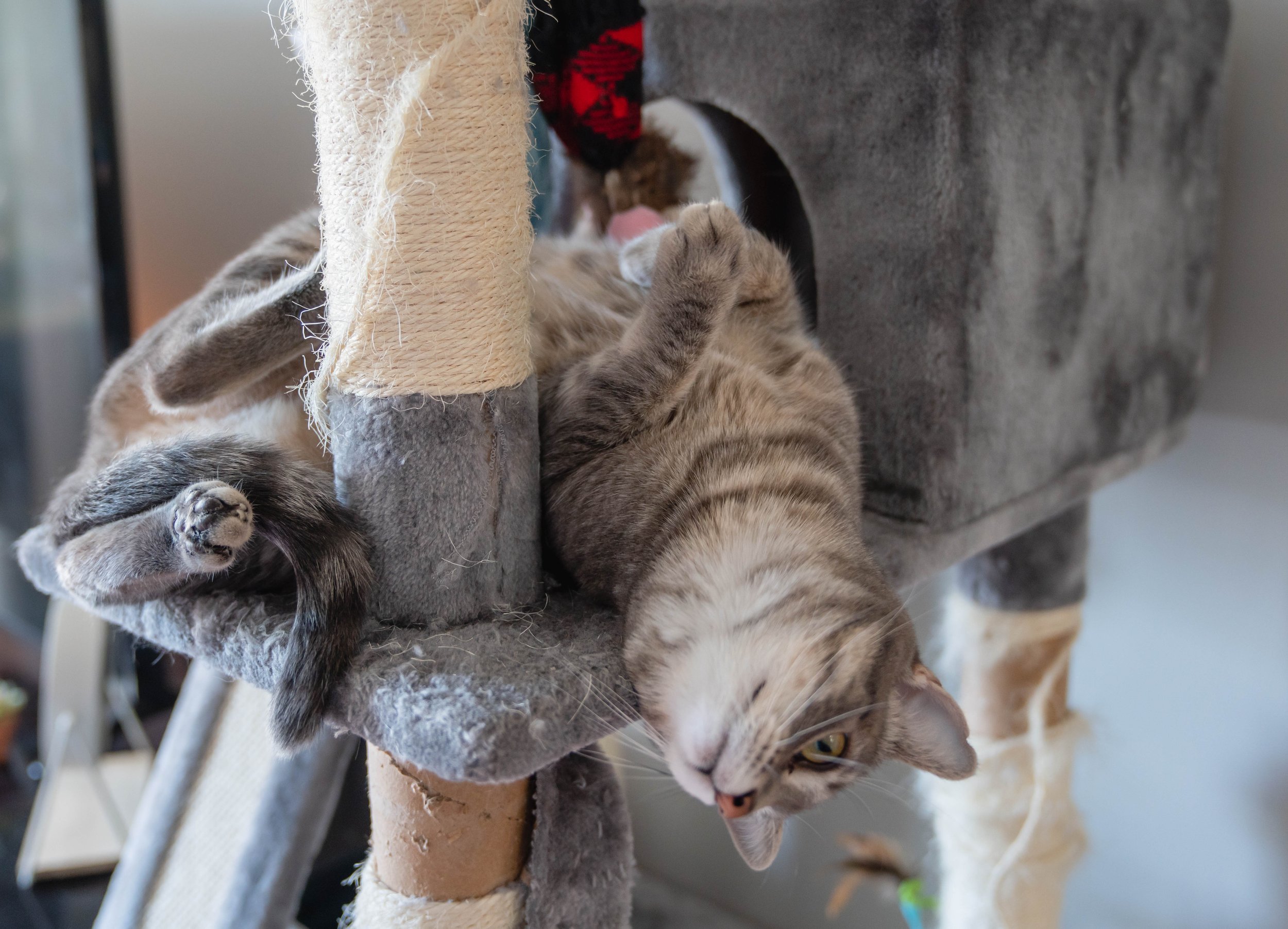 Cat10-12-22 (30 of 56).jpg