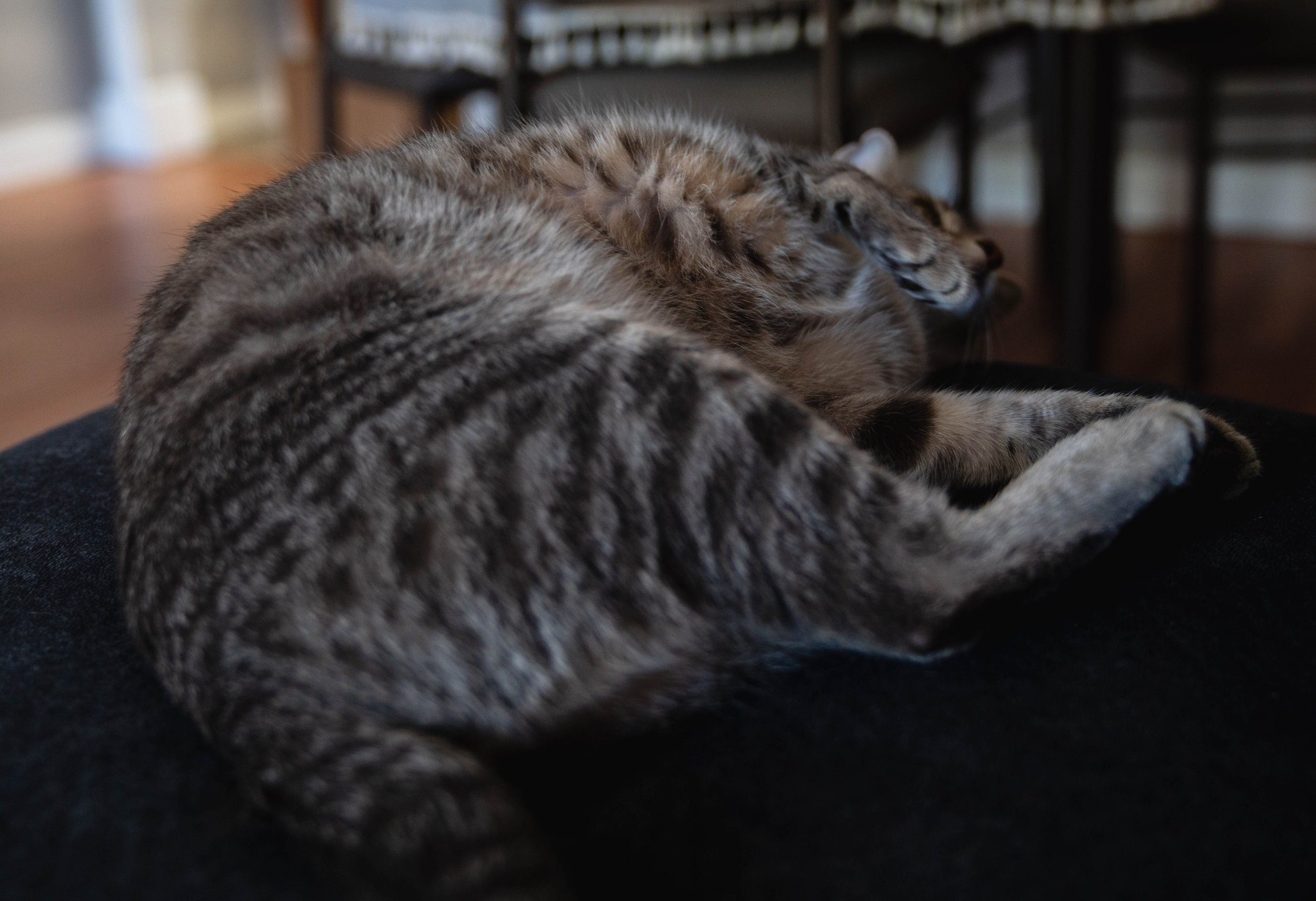 Cat10-12-22 (7 of 56).jpg