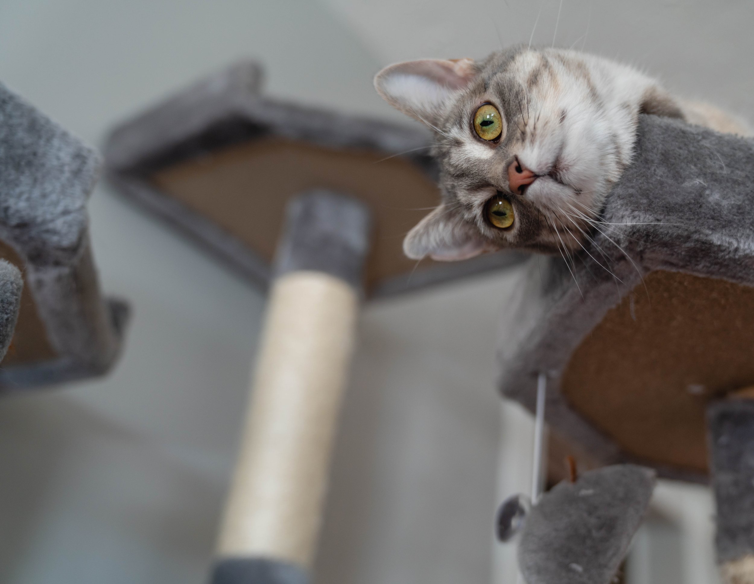 Cat10-12-22 (39 of 56).jpg