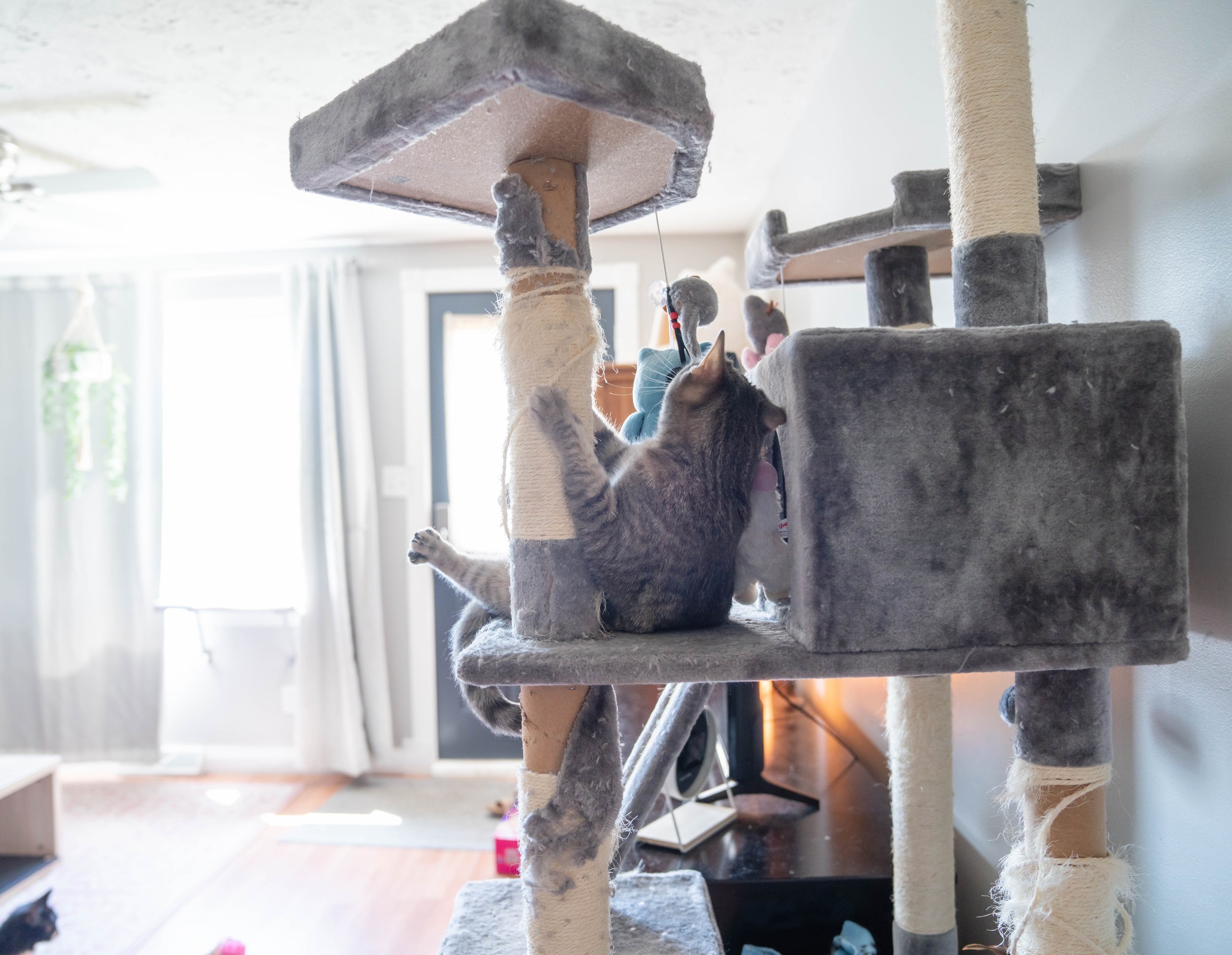 Cat10-12-22 (32 of 56).jpg