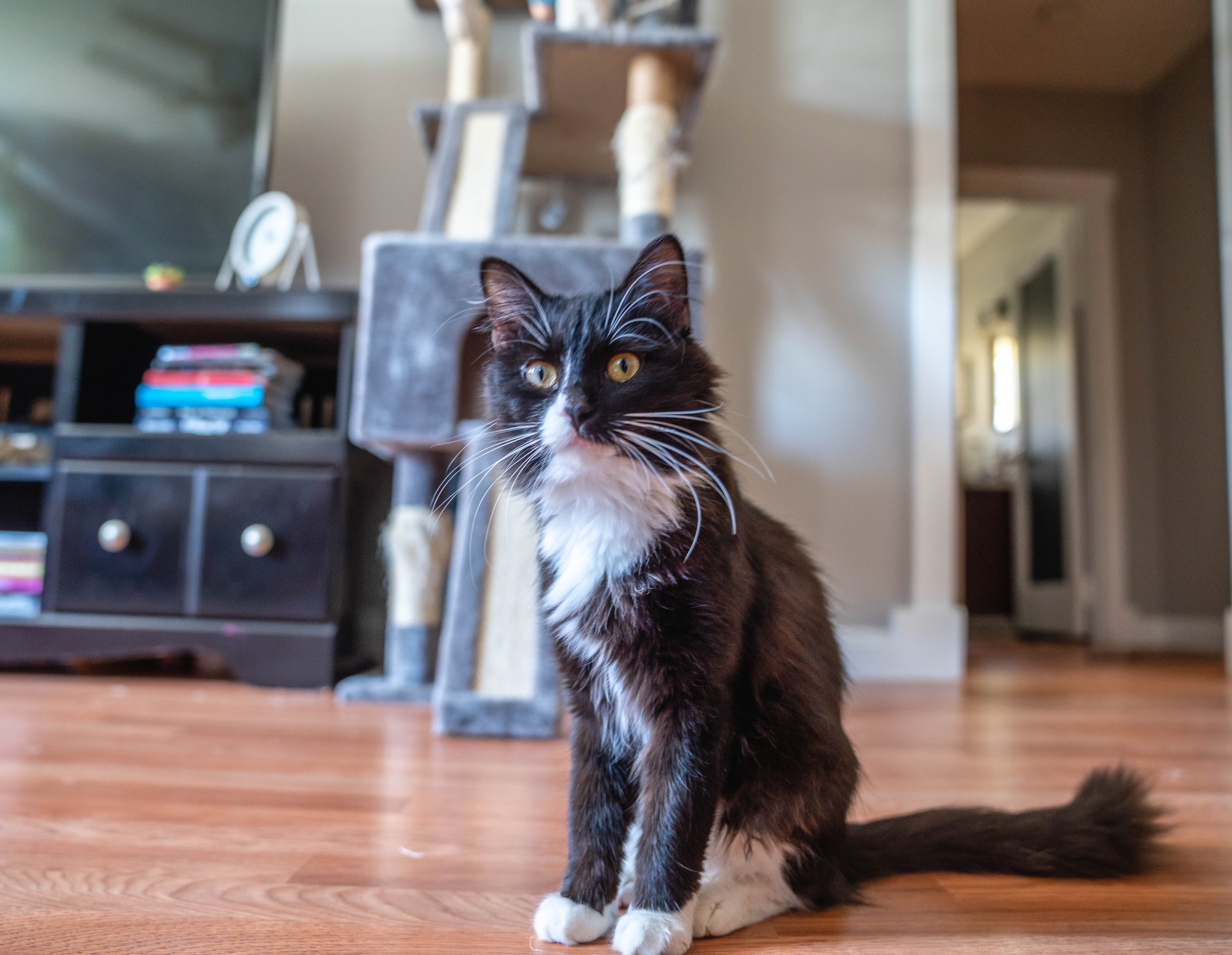 Cat10-12-22 (9 of 56).jpg