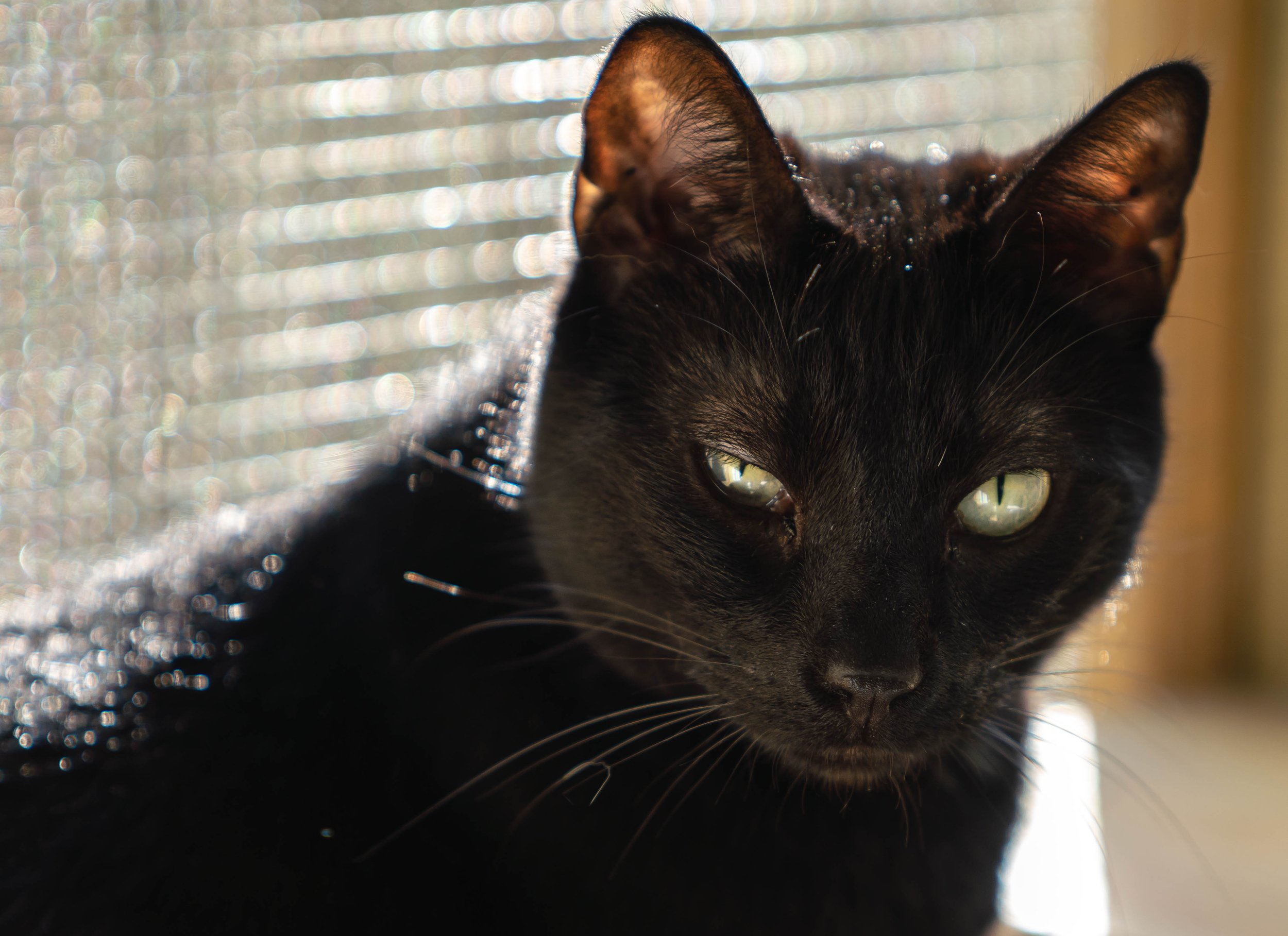 Cat10-12-22 (52 of 56).jpg