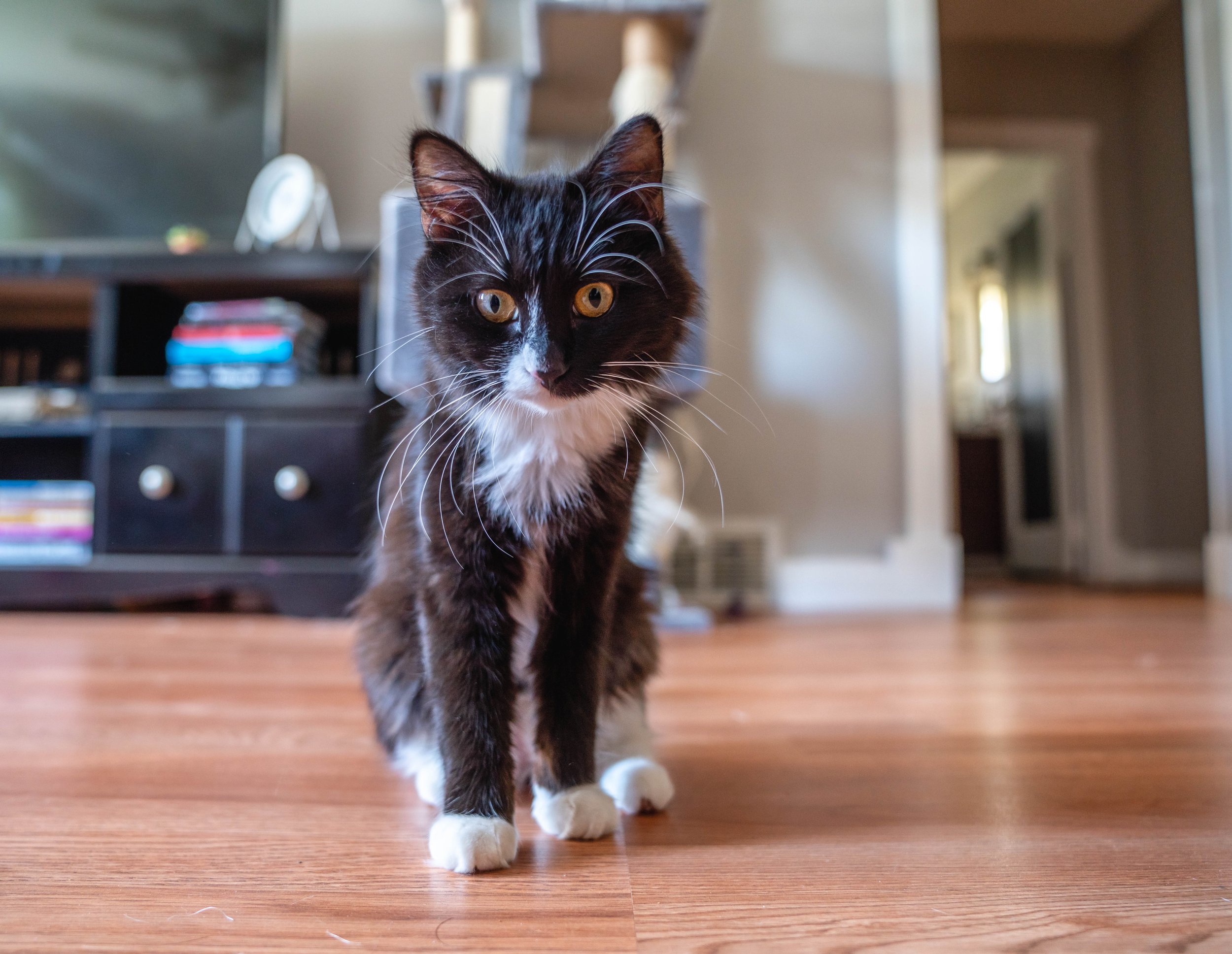 Cat10-12-22 (11 of 56).jpg
