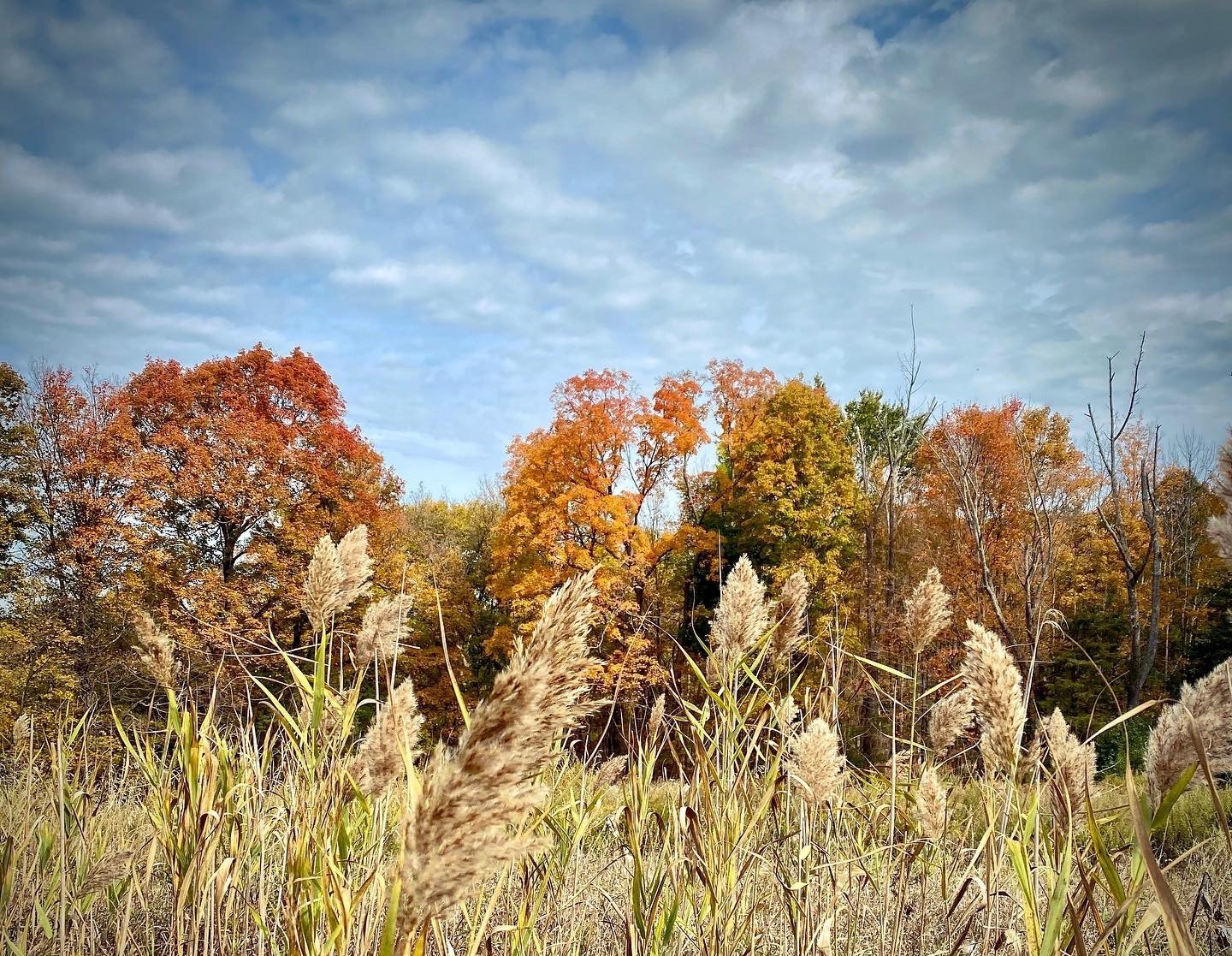 Goosepond Mountain AllTrails L. Perrone.jpg