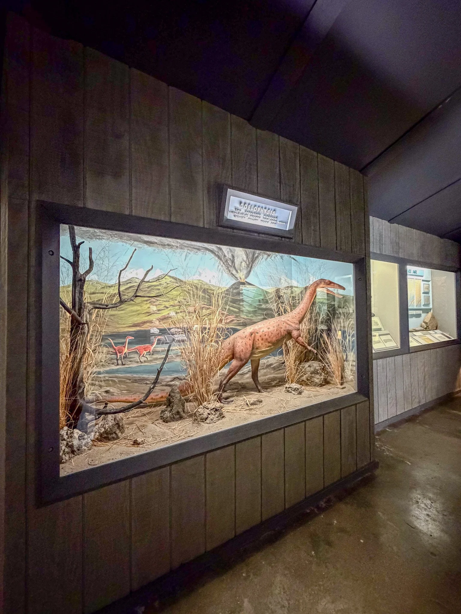 Coelophysis at Trailside Zoo.jpg