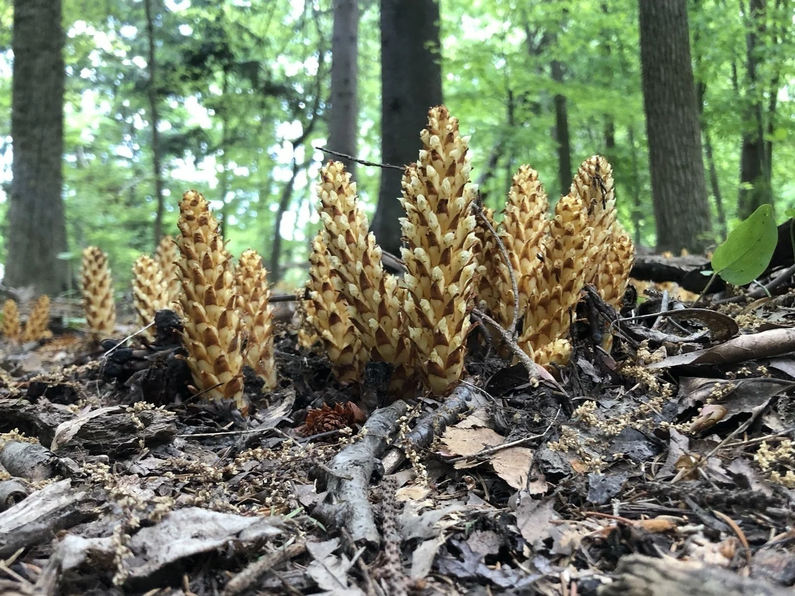 Blauvelt Long Path Loop All Trails by Chanel Holley.jpg