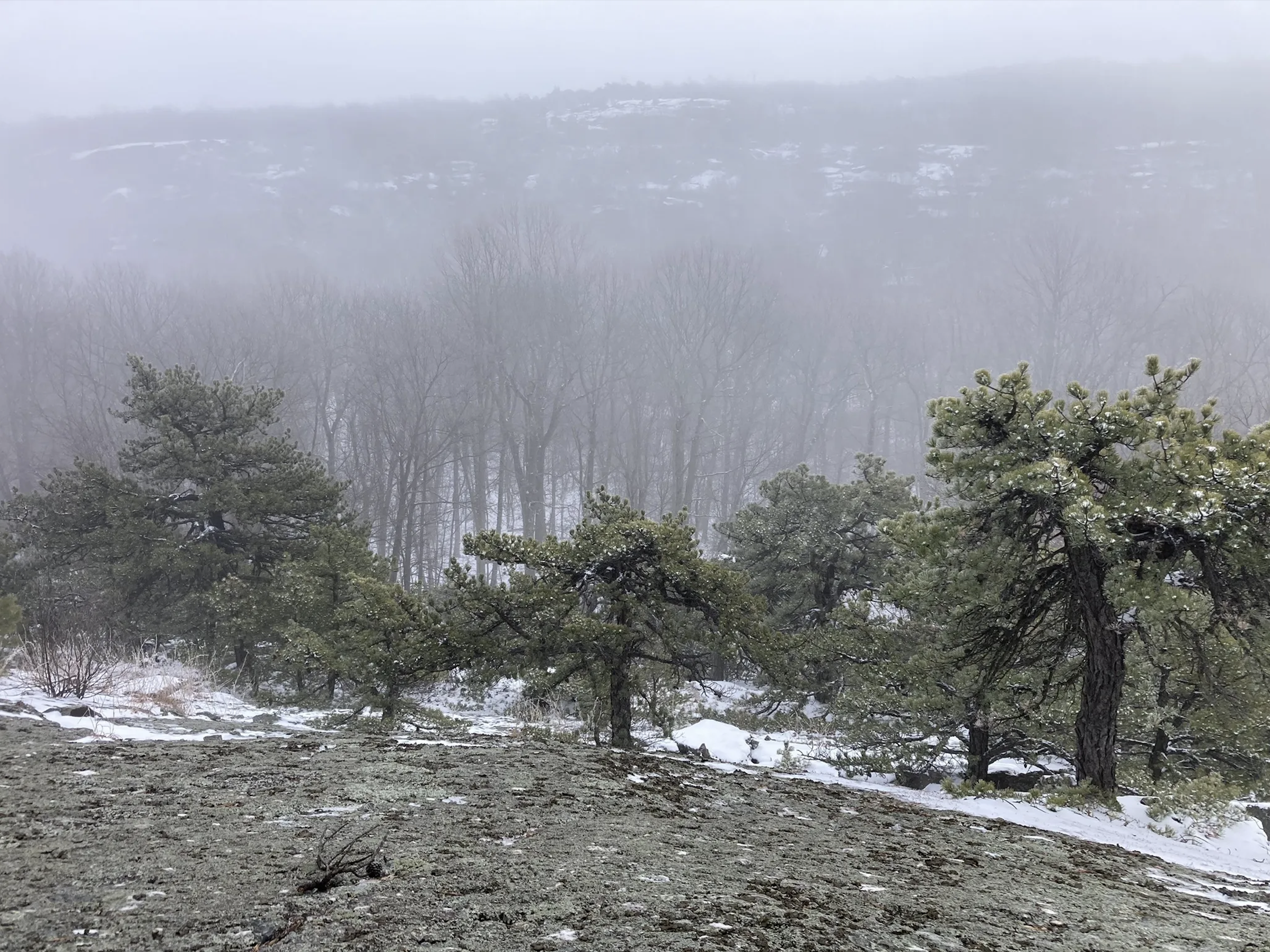 Schunnemunk Winter Pines Forest AllTrails by Joel Goldstein.png