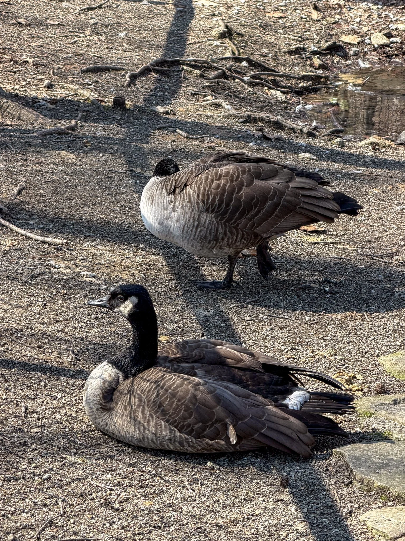 Canada Geese at Trailside Zoo Duck Pond.jpg