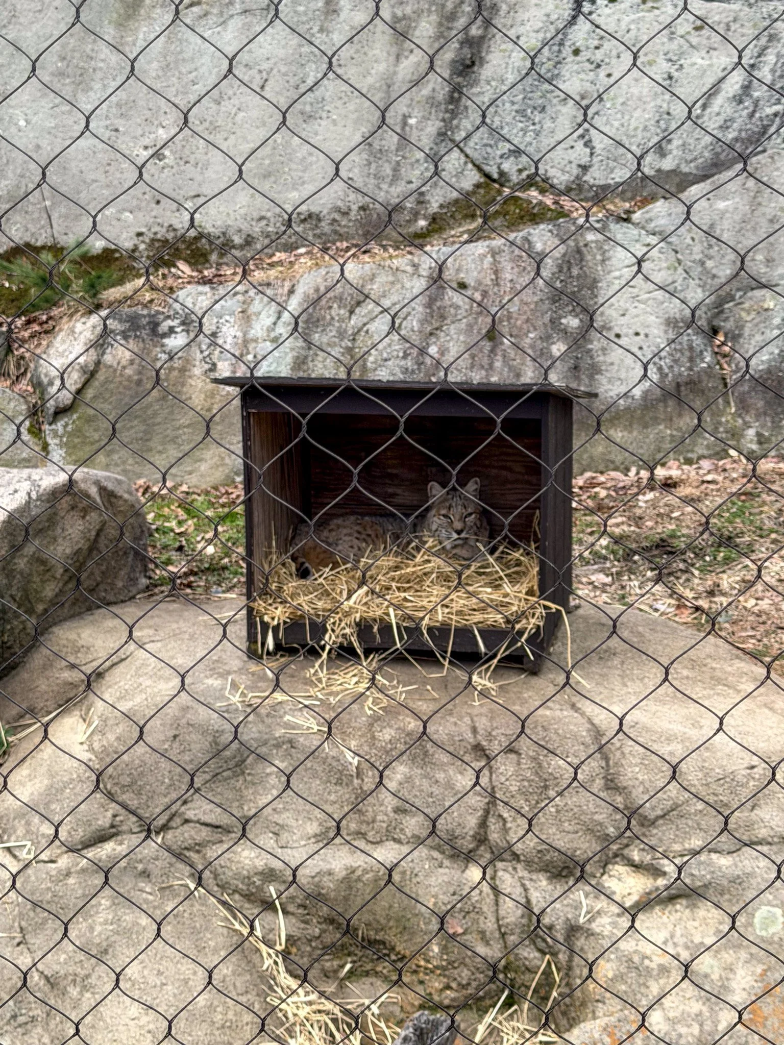 Sylvia the Bobcat at Trailside Zoo2.jpg
