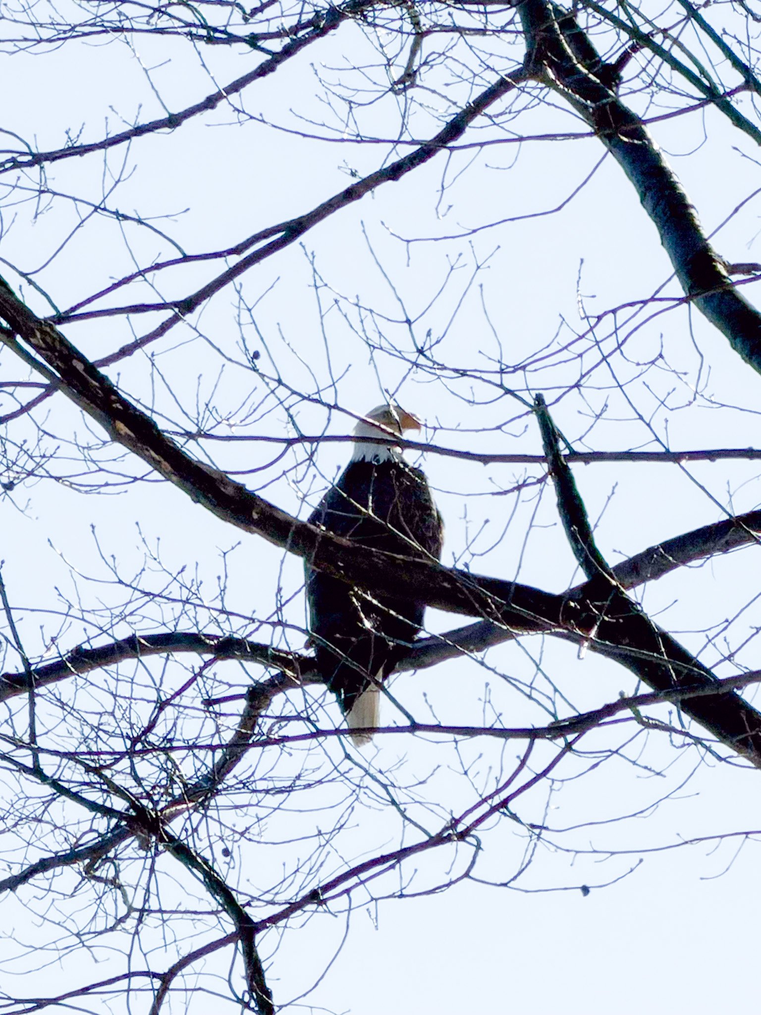 An eagle perched on a tree branch with bare twigs against a clear sky.
