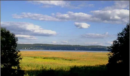 Tallman Marsh Summer.jpg