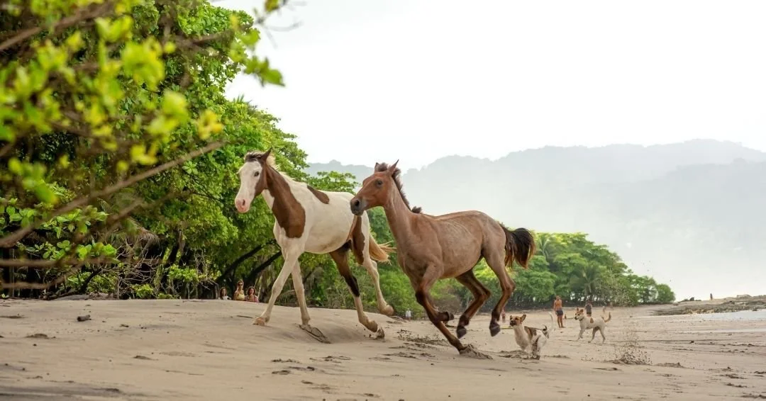 Imagine taking a vacation to Colombia, Costa Rica, Mexico, Guatemala and Hawaii &mdash; all in one Regent Seven Seas Cruise. 🛳️ 🌟

Book this month and get:

🐎 Unlimited Shore Excursions
✈️ Free Roundtrip First-Class Air
🚖 Private Transfers on Sel