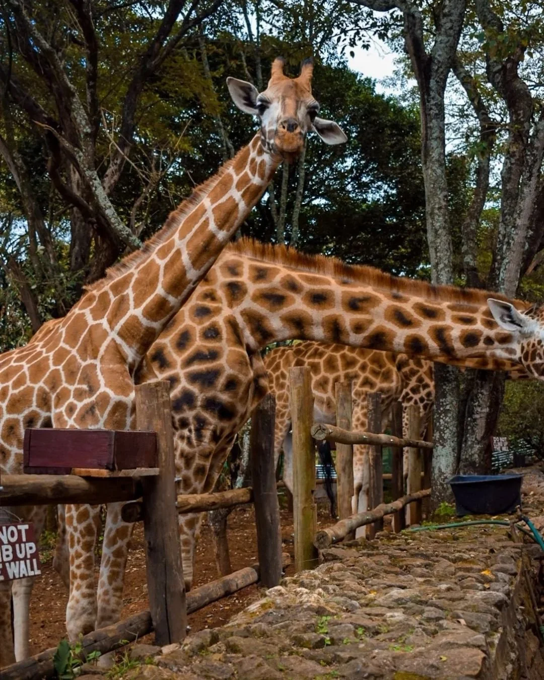 Embark for a journey on the wild side! 🌍

Ready to explore the wild while protecting it? Join #NationalGeographicExpeditions in Kenya, where your travel takes you to the reserves and heart of the country's most impressive wildlife 🦁 Not only will y