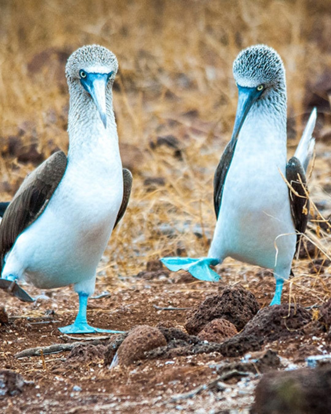 Looking to step up your travel game? Meet the blue-footed boobies of the Gal&aacute;pagos- the only place in the world where these cuties can be found 💙

The birds are one of several rare animal species unique to these diverse ecosystems that exist 