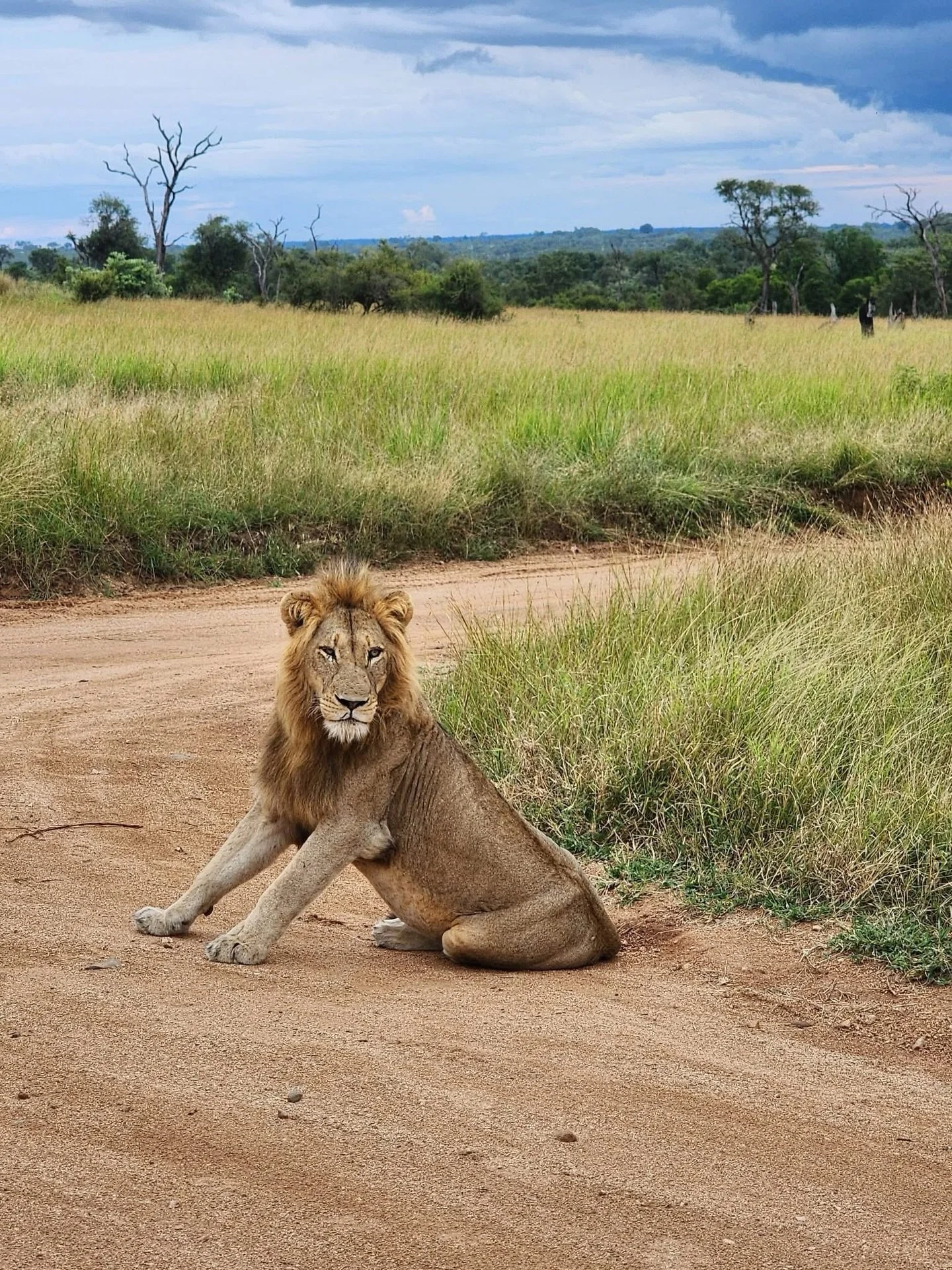 Day 6: Into the Legendary Sabi Sands 🦁
&ldquo;Everything the light touches is our kingdom.&rdquo; And let me tell you, this kingdom did not disappoint.
My friends spent the last two nights in the legendary Sabi Sands Game Reserve, staying at Lion Sa