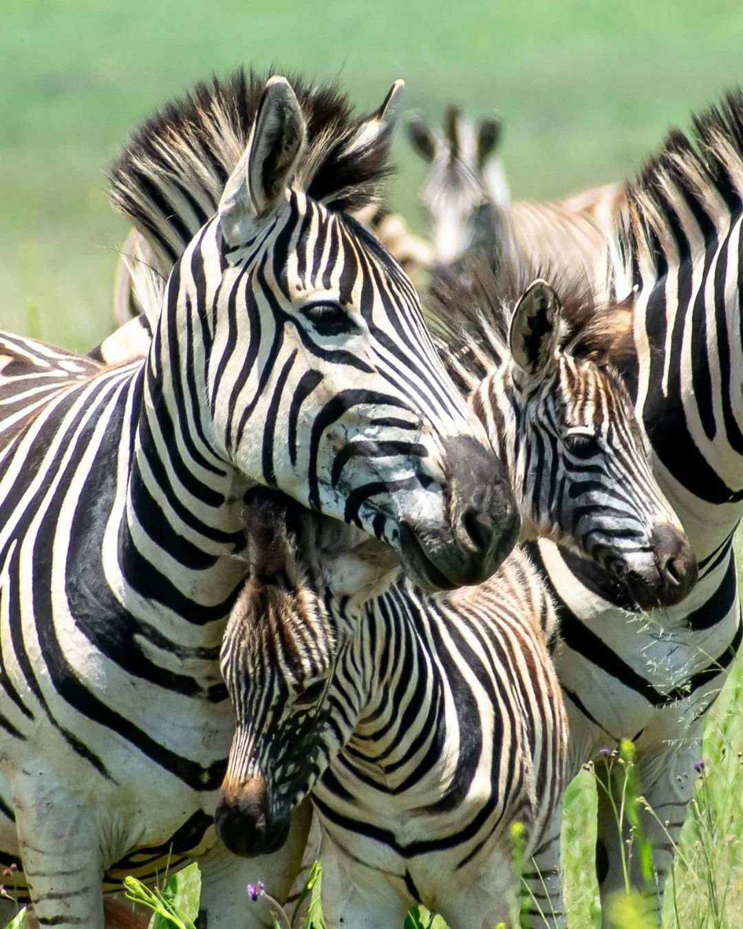 Go where nature meets you&mdash;and takes your breath away. 🌍✨

From awe-inspiring wildlife moments to landscapes that feel almost unreal, this is more than a trip&hellip; it&rsquo;s an experience that stays with you forever 🐘🦁

Join Sandpiper Vac