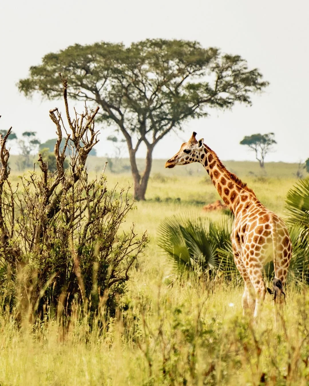 This. Is. Why. Africa. Is. So. Cool. 🦒🌍

Where else can you wake up to giraffes on the savannah, cruise past hippos in the Zambezi River, stand beside the thunder of Victoria Falls, and end the day under the stars but on an African safari? 🌅

Sand