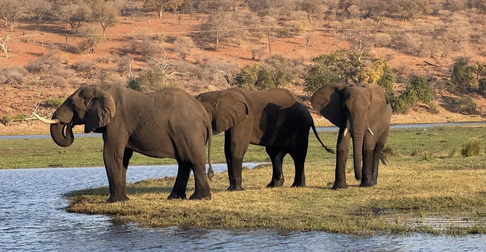 Elephants at a watering hole on an African safari