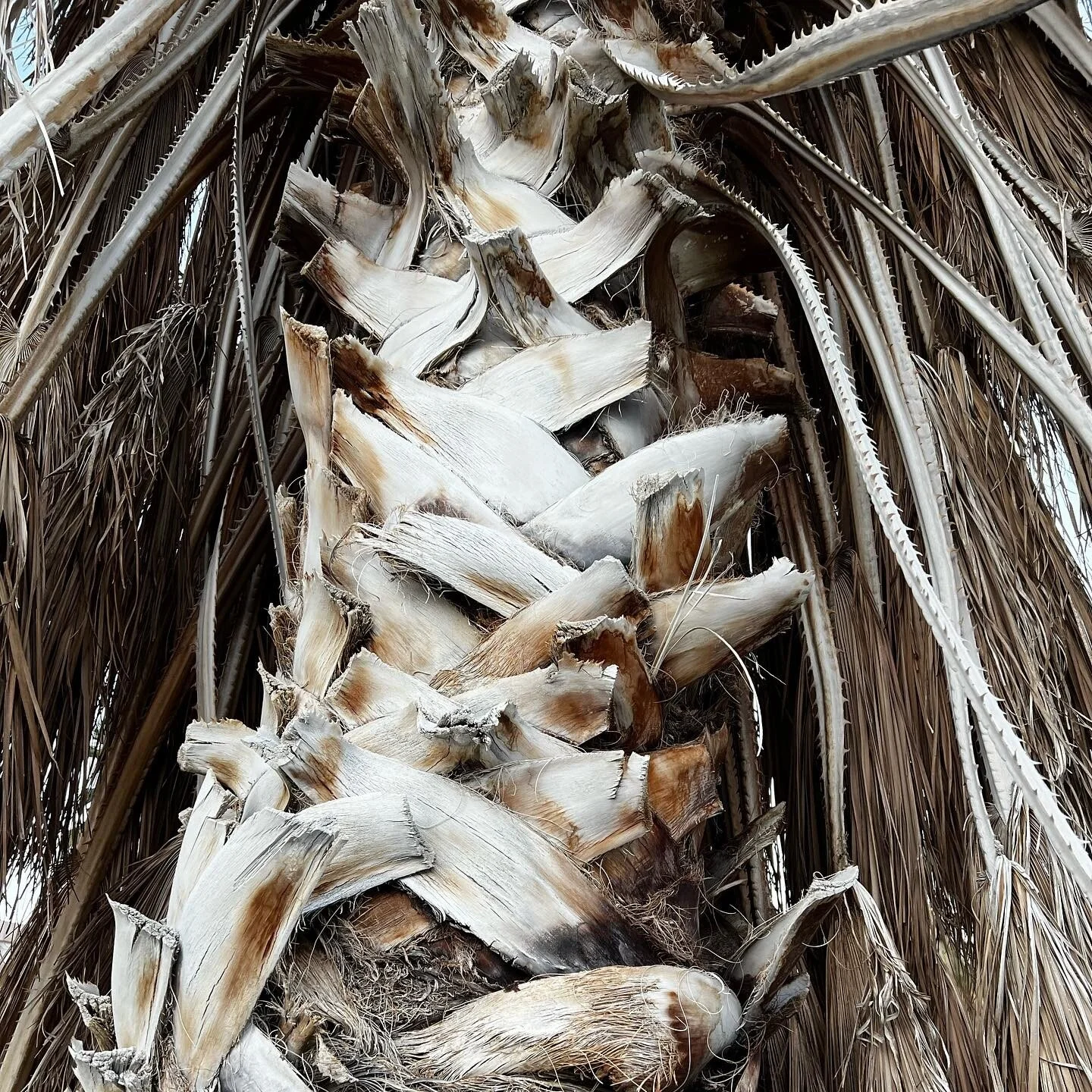 When Nature inspires 
Capturing the beauty of Palm Desert 

#naturephotography #natureinspired #nature #photography #art #artist #artwork 
#desertlife #desert