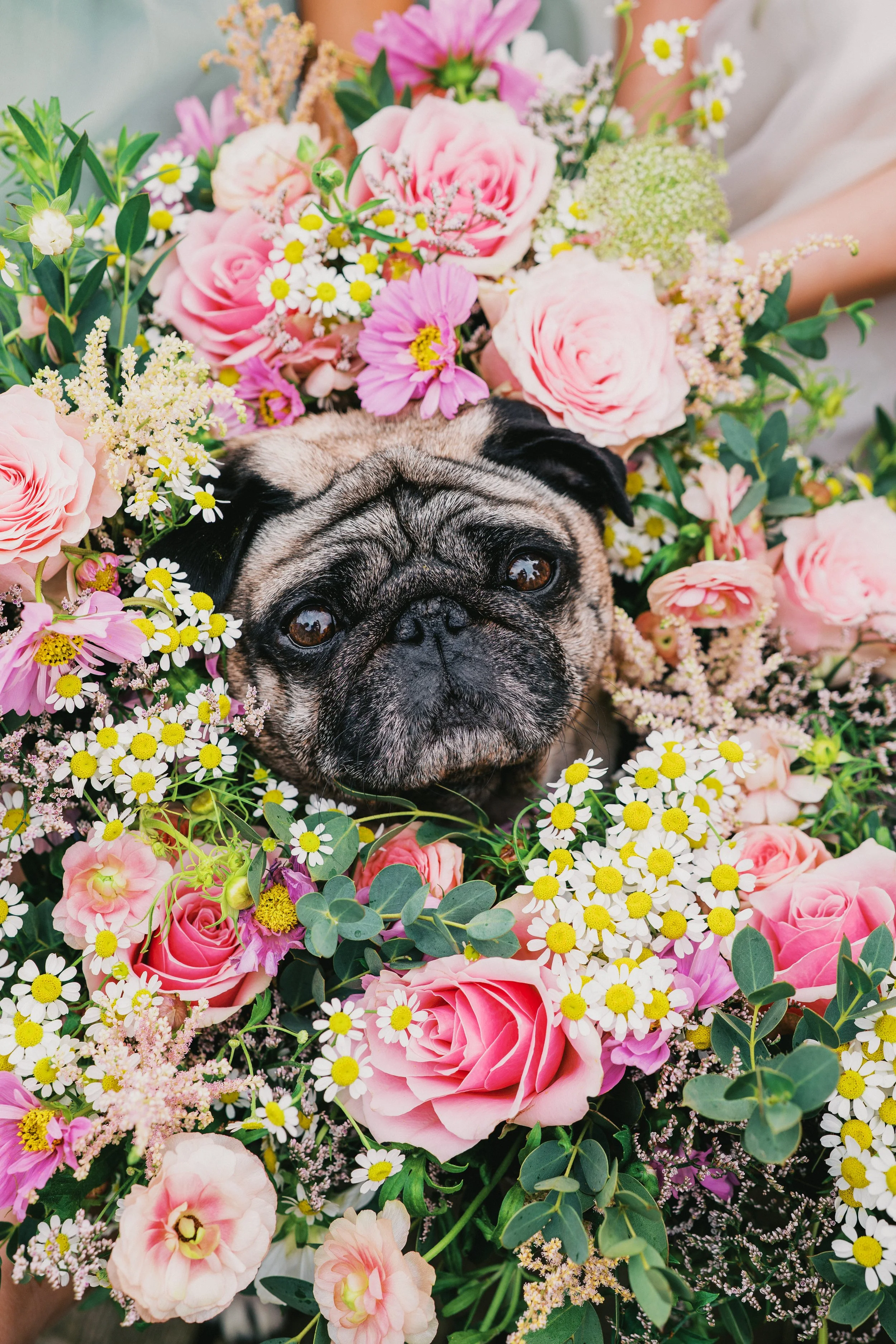 Pug dog surrounded by bouquets of flowers