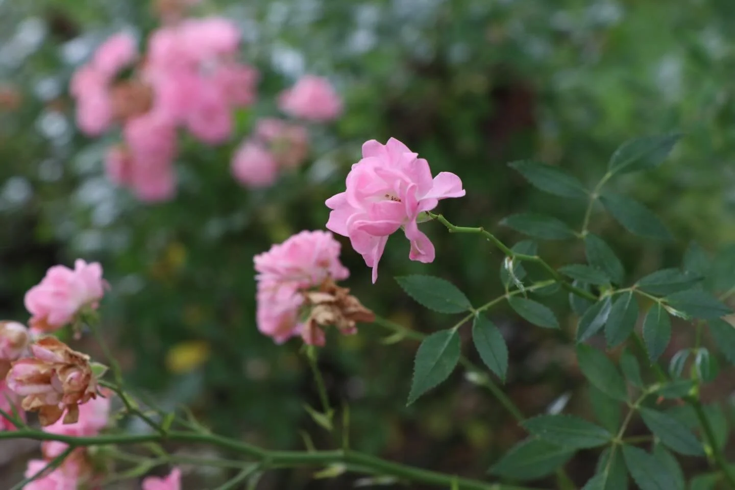 As the busyness of the season catches up with me&hellip; kids now on school holidays; celebrating the end of our son&rsquo;s primary years; organising gifts; planning meals; juggling budgets; focusing on my creative work, chipping away at beautiful p