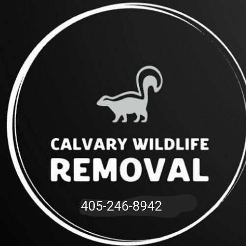 Calvary Wildlife Removal