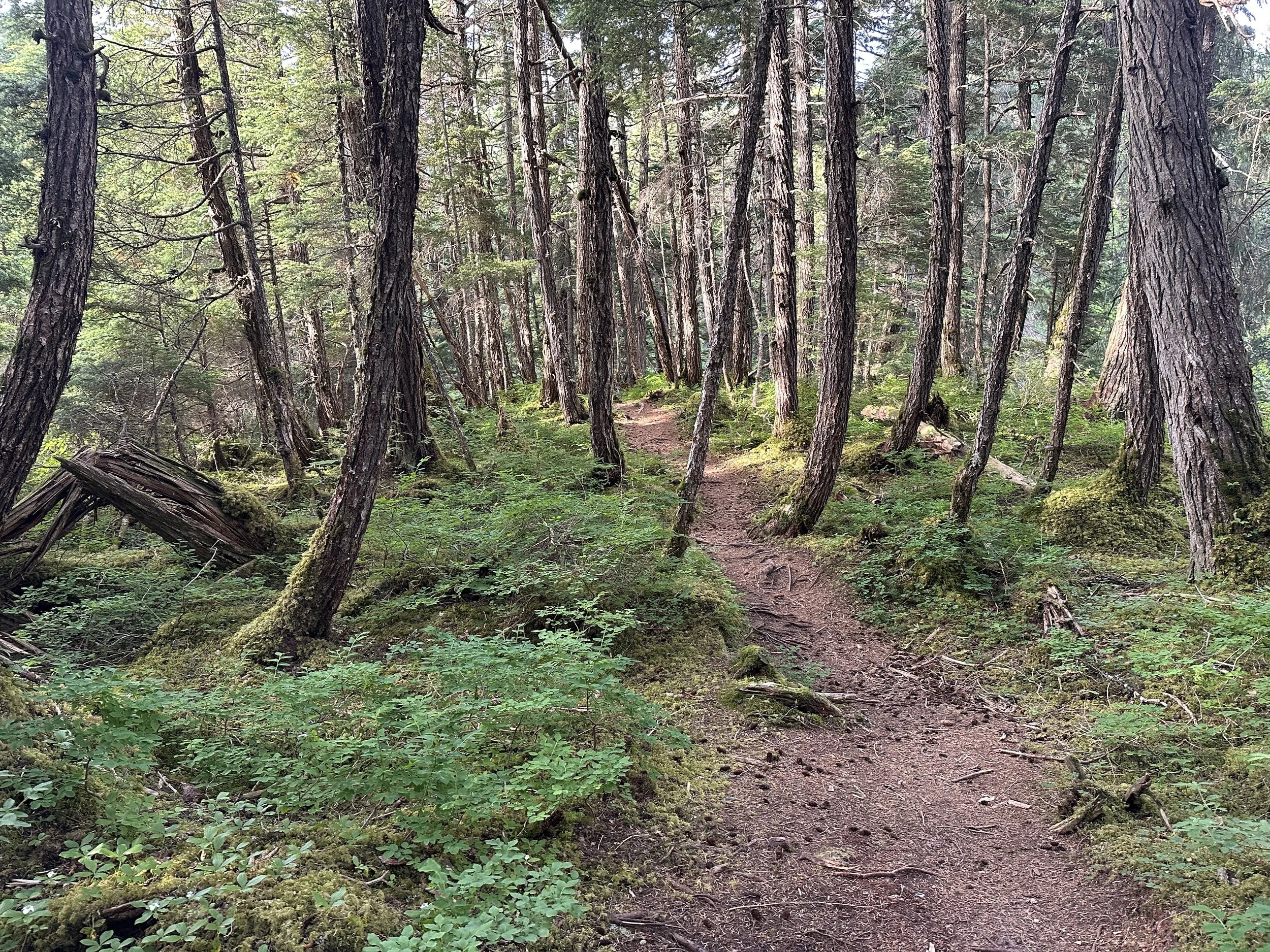 Summer Trail Maintenance Includes Path Through Contested ‘Holtan Hills’ Development