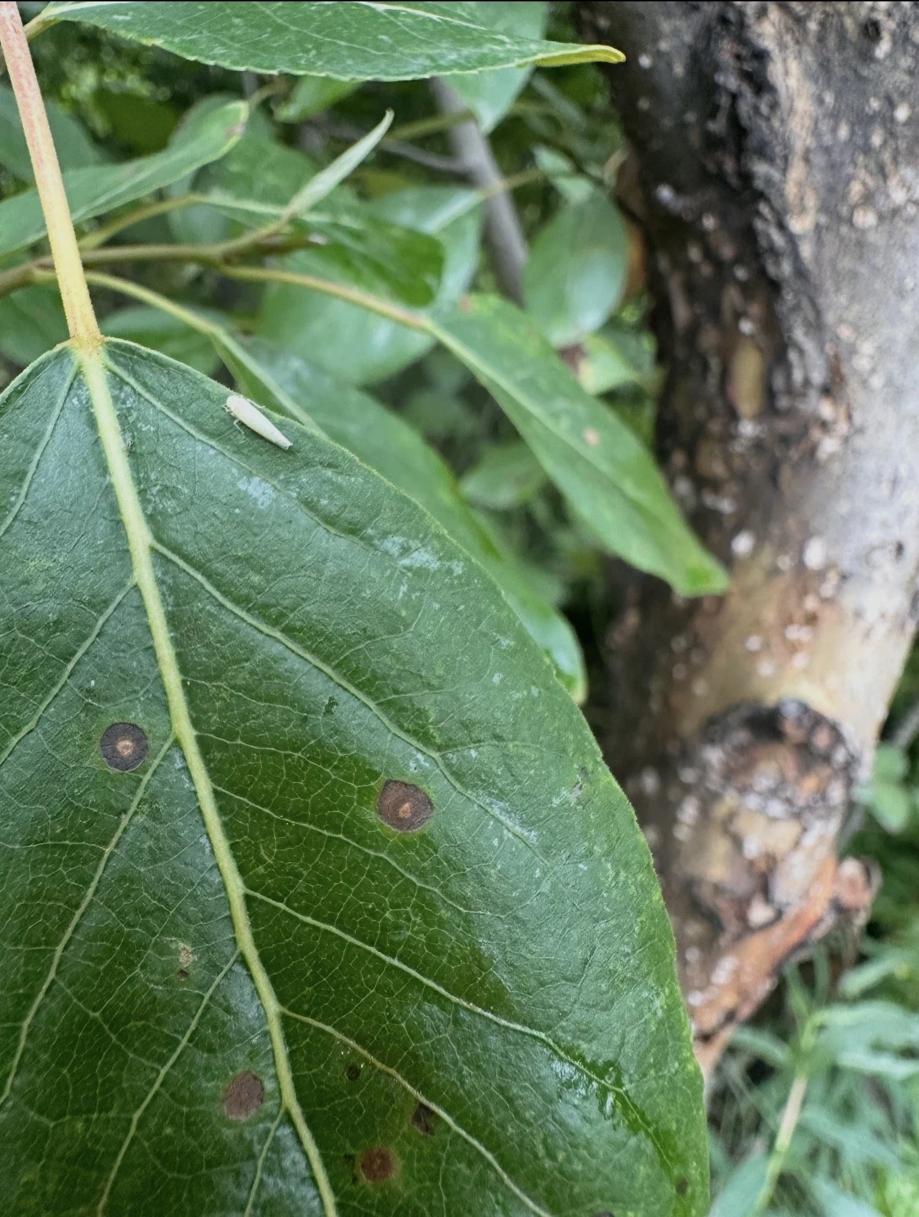 Tiny Green Bugs Hop Into Town