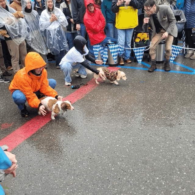 Dashing Dachshunds Duel during Fall Festival 