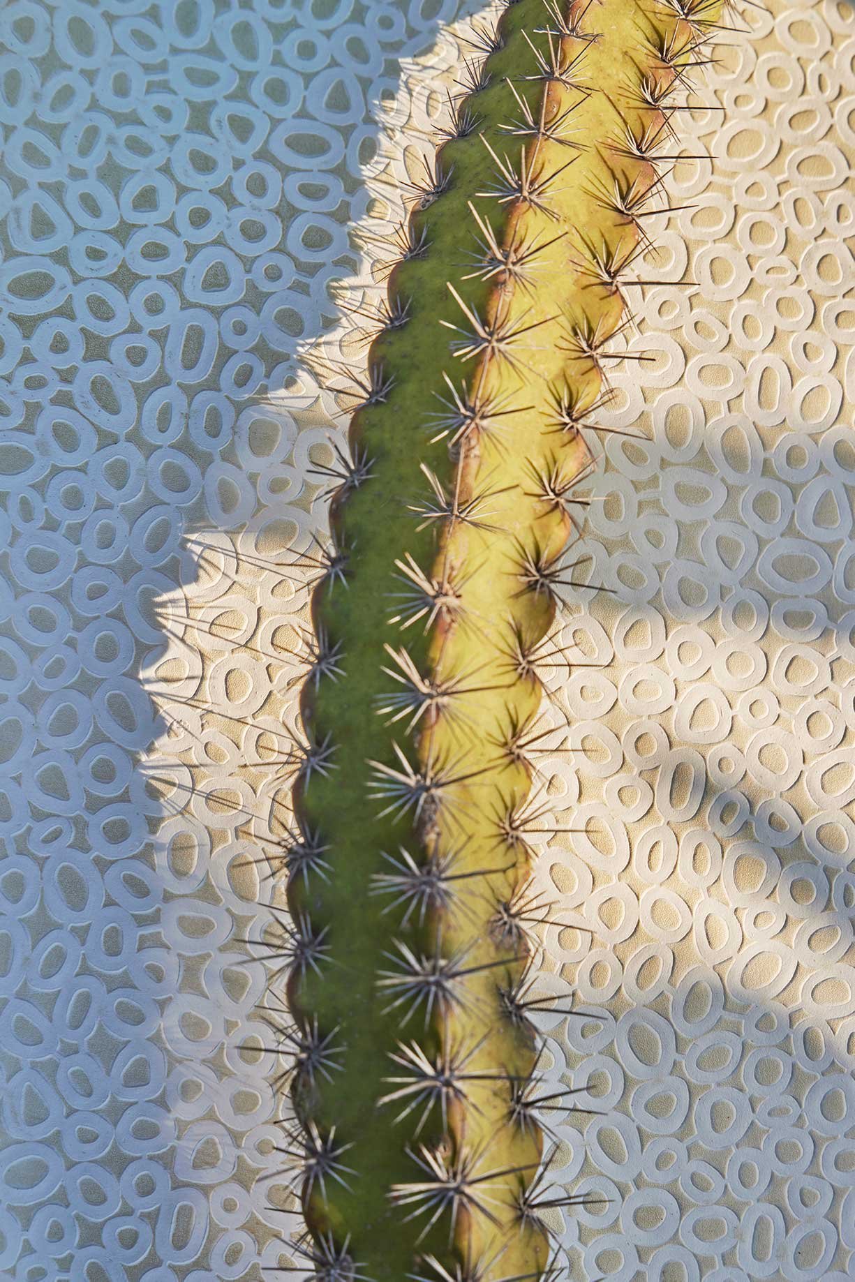 LIVWELL™ Cactus Leather — Natasha Baradaran