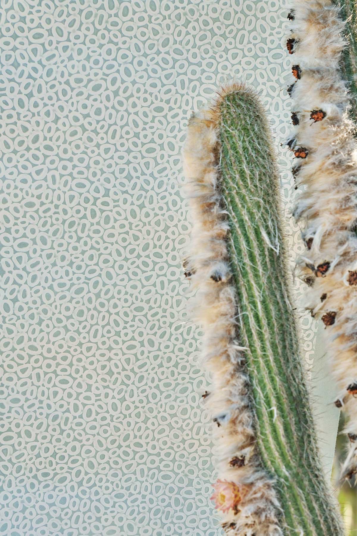 LIVWELL™ Cactus Leather — Natasha Baradaran