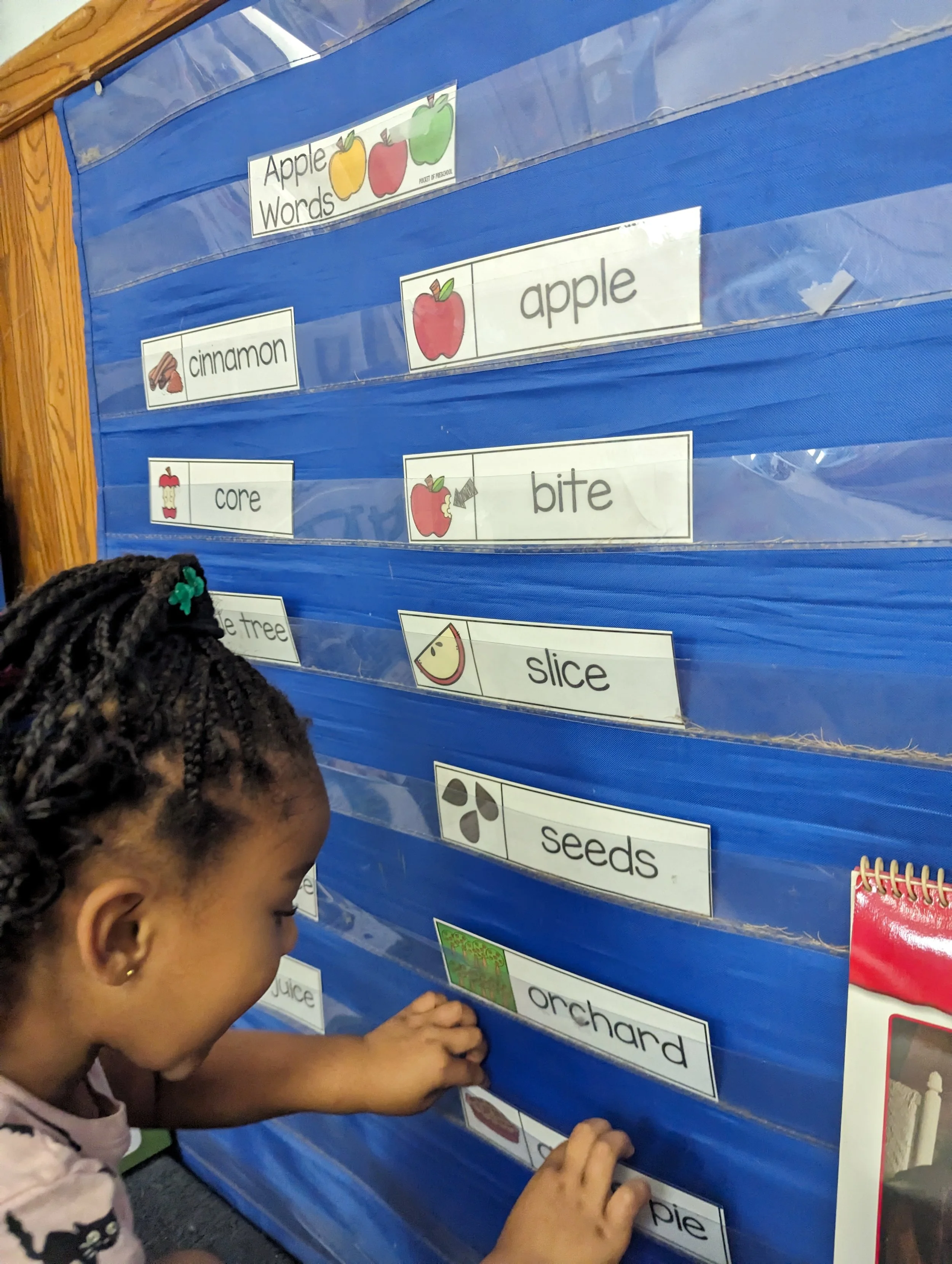 A young girl is placing a picture card of an orchard on a classroom pocket chart displaying apple-related words, with other words and pictures related to apples visible on the chart.