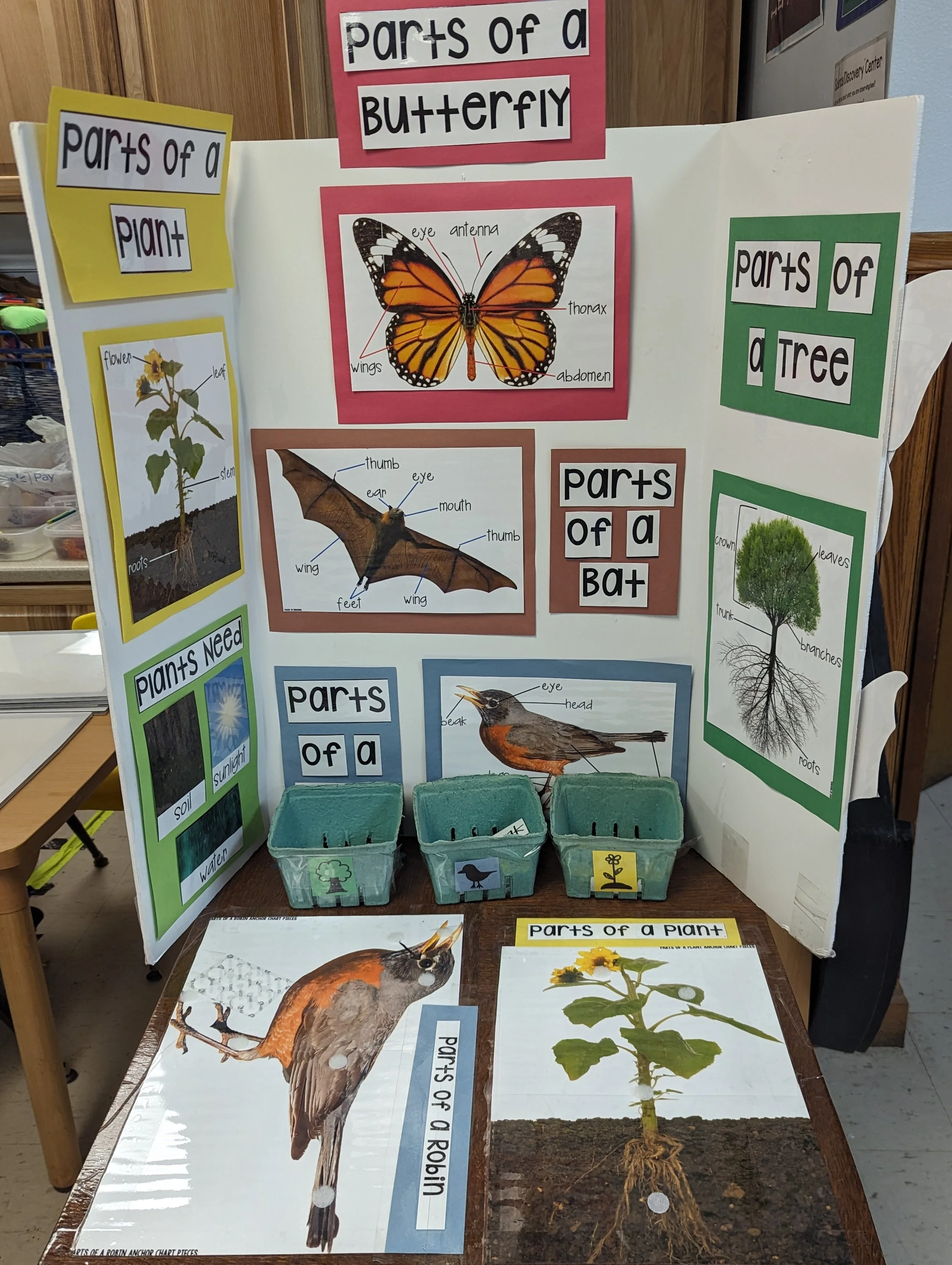 Educational display board showing parts of a butterfly, plant, bird, and tree with labeled diagrams, along with small baskets and posters on the table related to the topics.