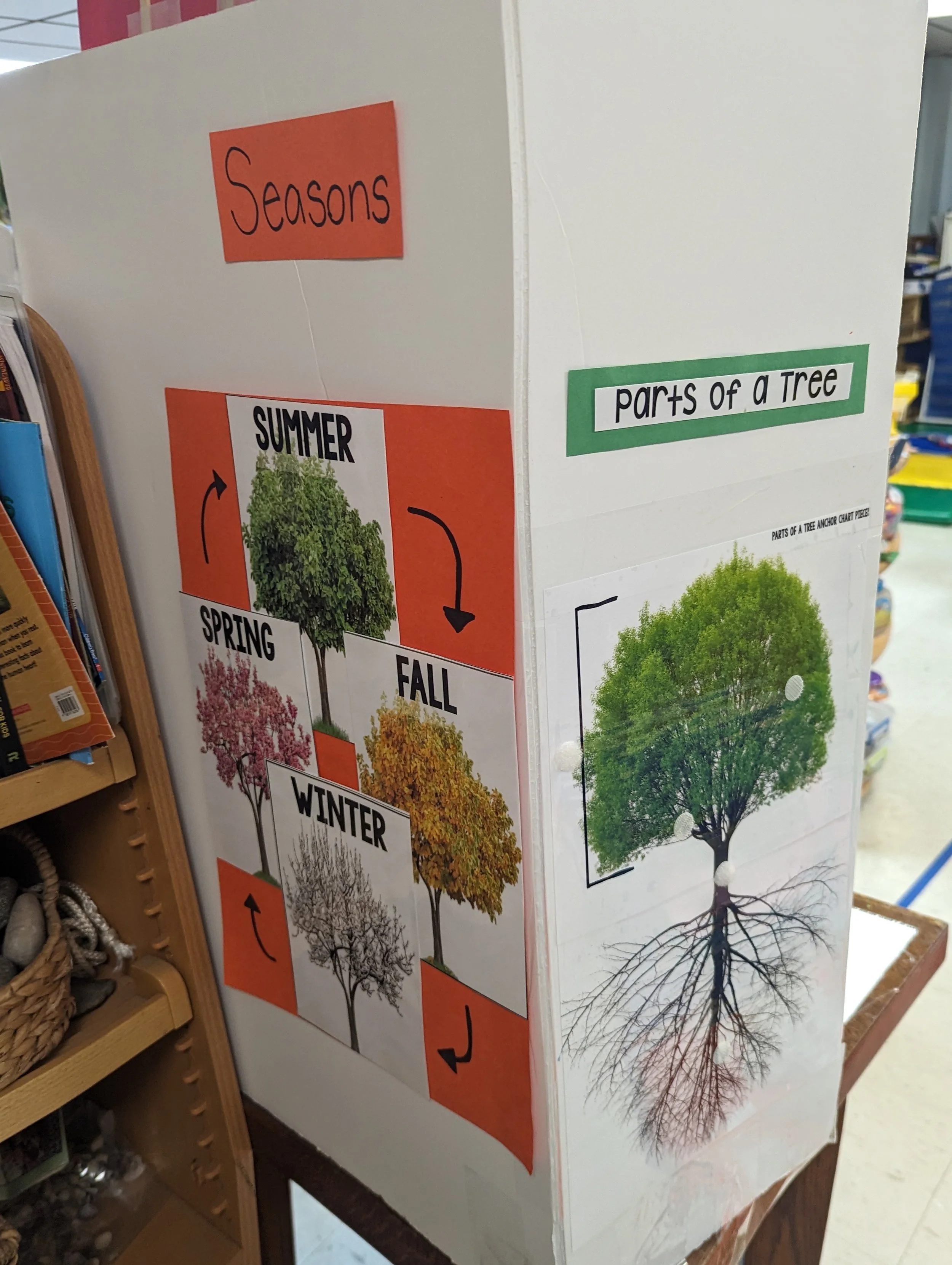 Educational display about the seasons and parts of a tree with pictures and labels.